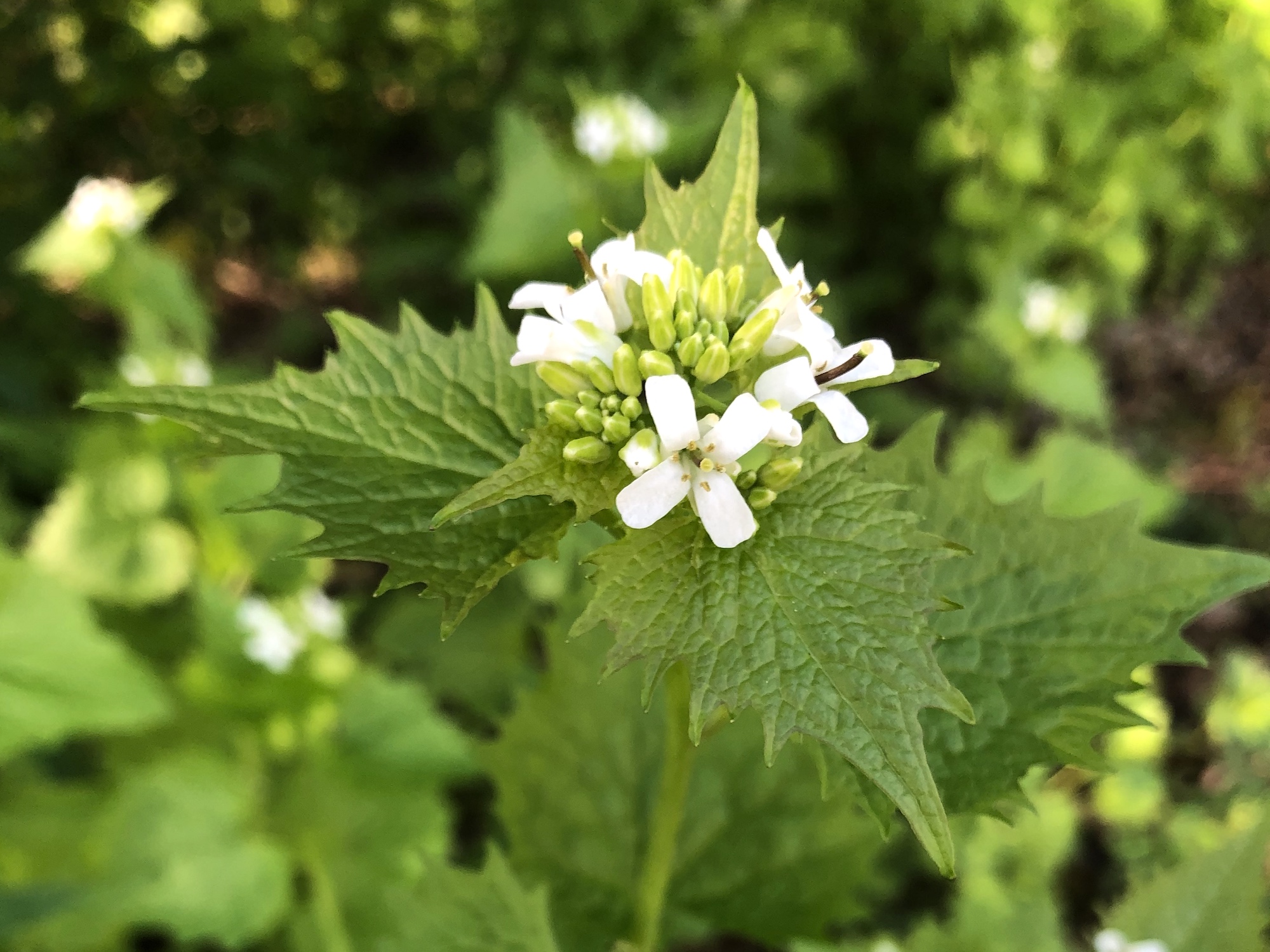 Garlic Mustard by Duck Pond in Madison, Wisconsin on May 16, 2020.
