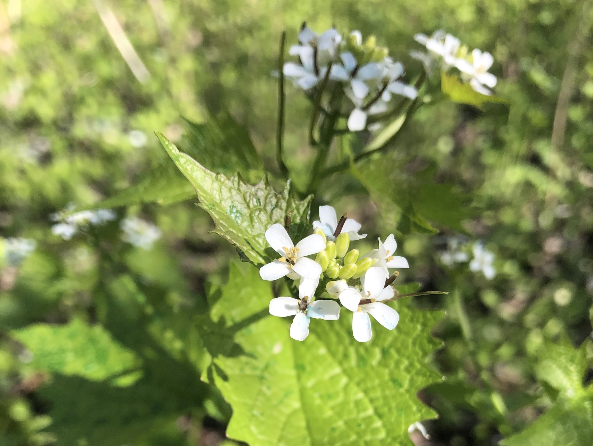 Garlic Mustard by Duck Pond in Madison, Wisconsin on May 12, 2020.