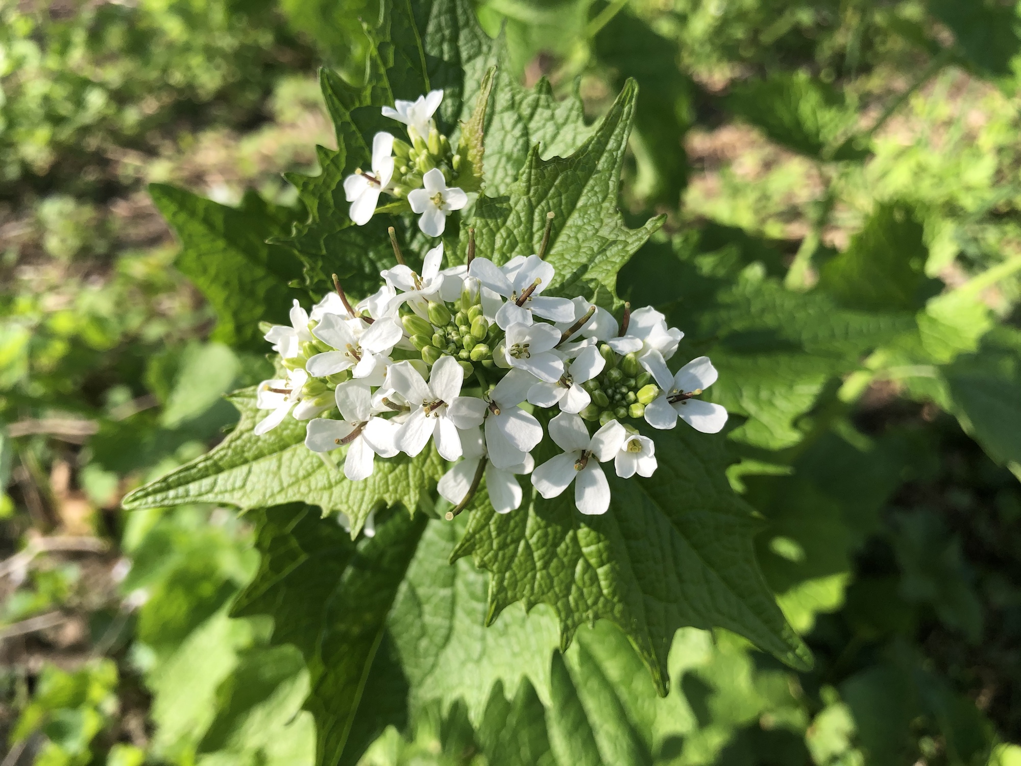 Garlic Mustard in woods by Sycamore Tree on Arbor Drive in Madison, Wisconsin on May 16, 2020.