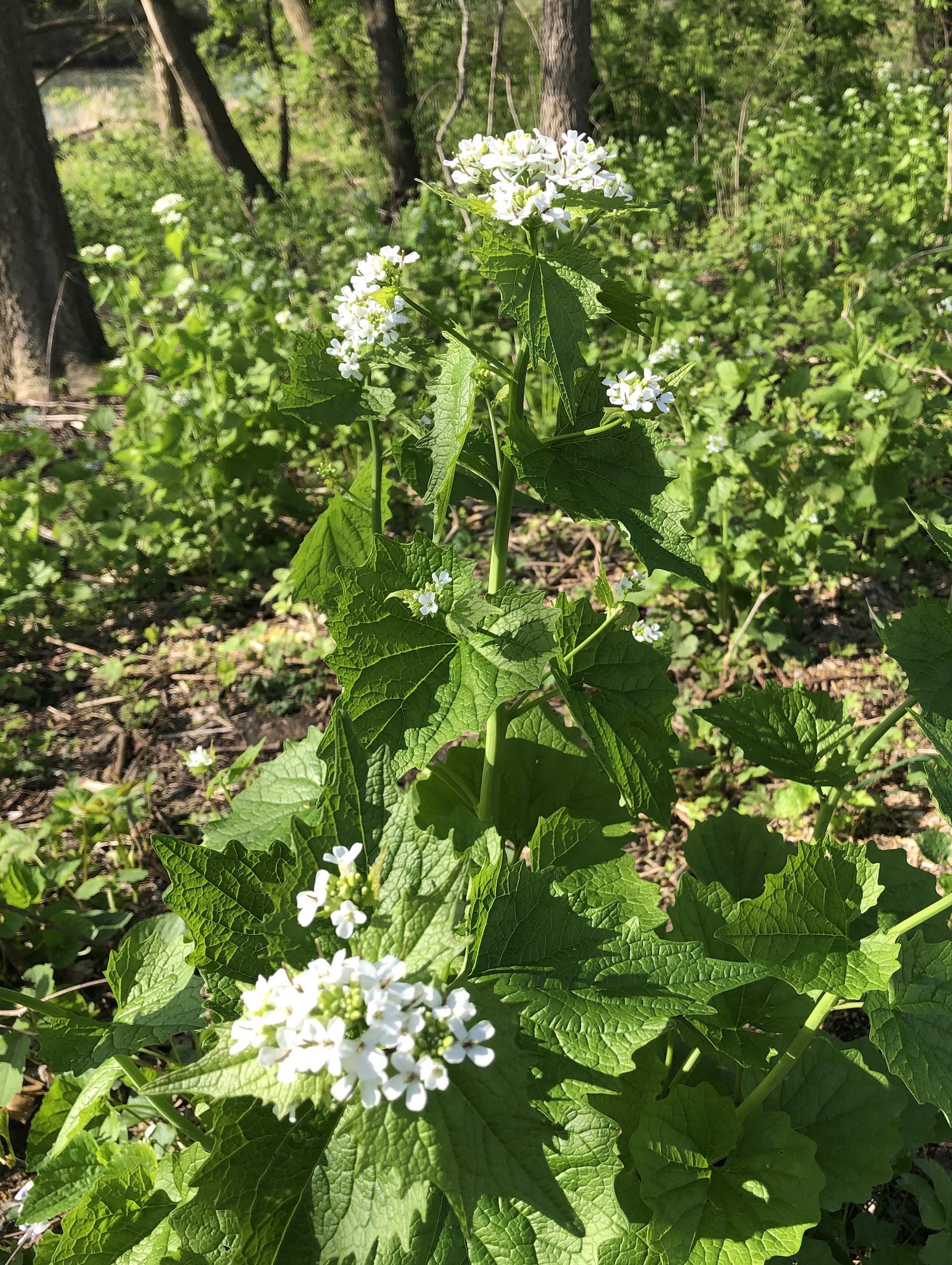 Garlic Mustard by Duck Pond in Madison, Wisconsin on May 16, 2020.
