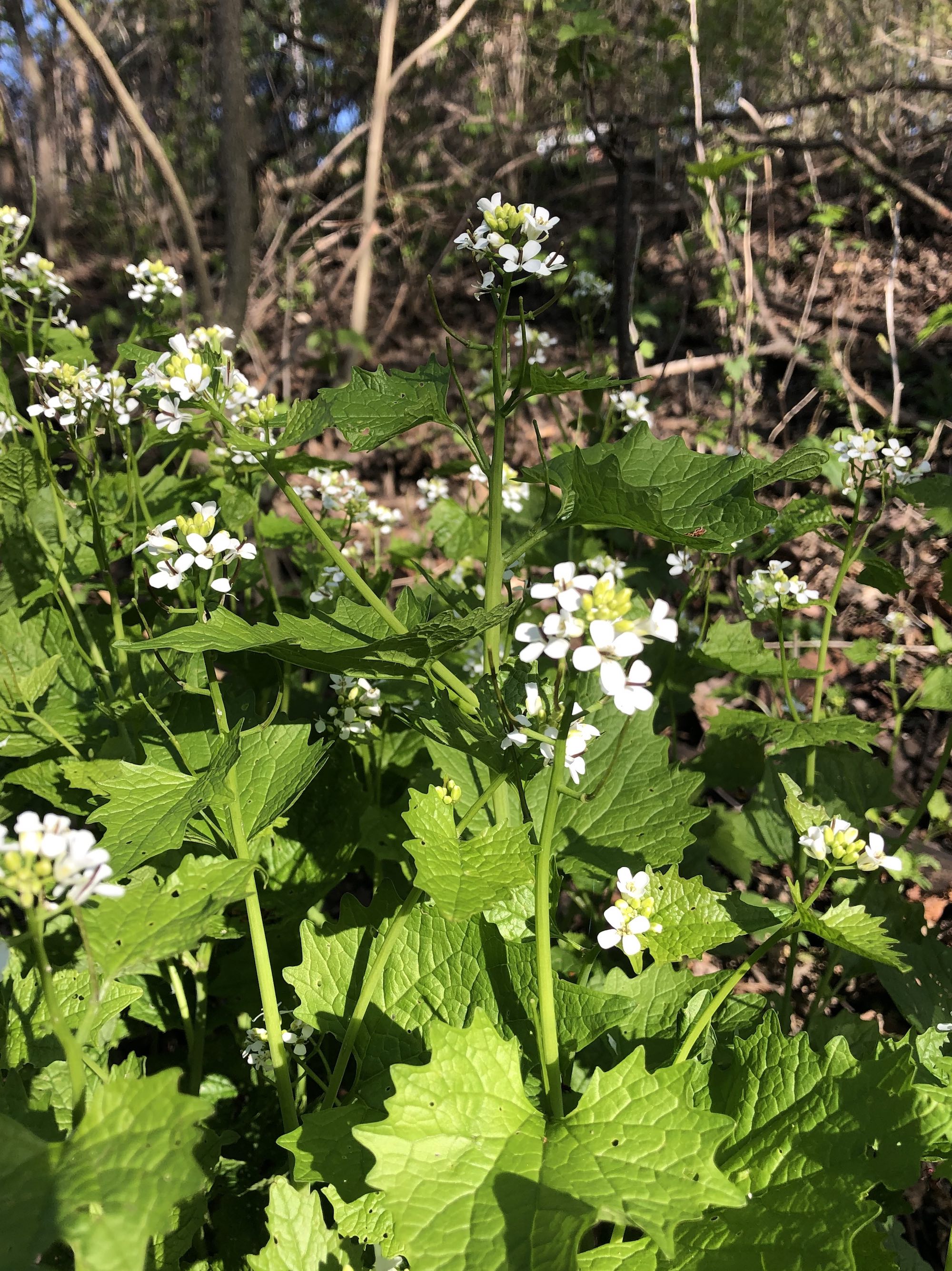 Garlic Mustard by Duck Pond in Madison, Wisconsin on May 13, 2020.
