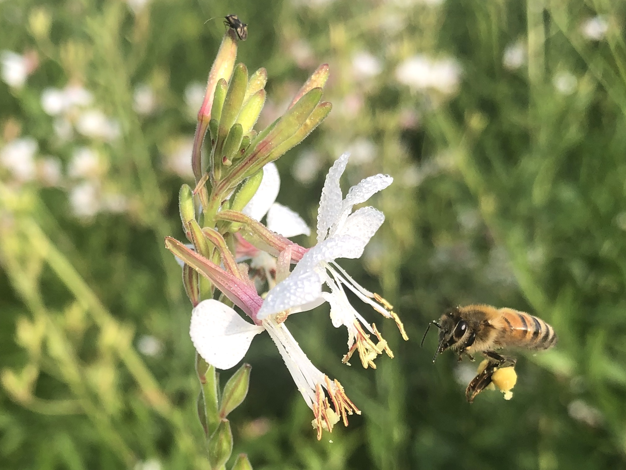 Honey bee approaching Biennial Gaura near Marion Dunn Pond on August 12, 2021.