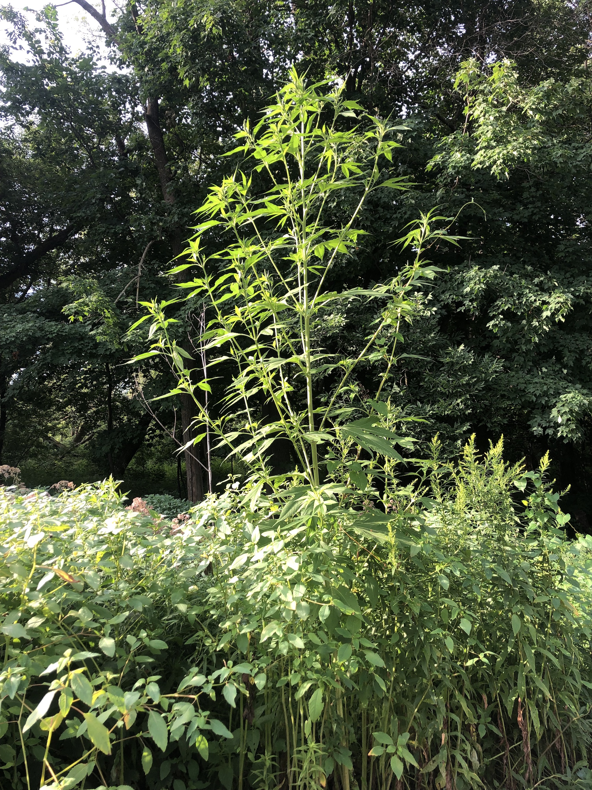 Giant Ragweed towering over Joe Pye Weed in Oak Savanna in Madison, Wisconsin on August 12, 2022.