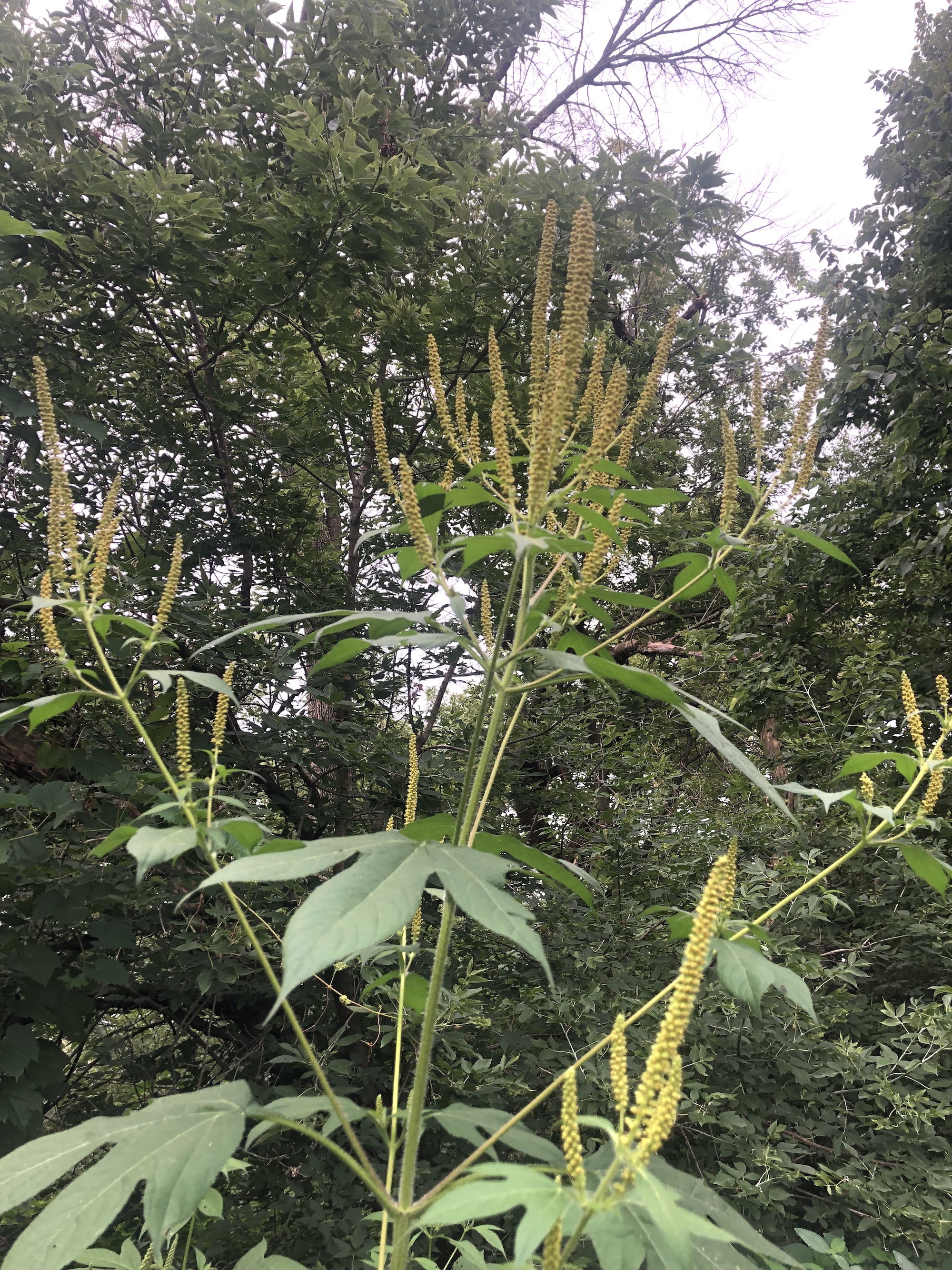 Giant Ragweed in Oak Savanna in Madison, Wisconsin on August 12, 2022.
