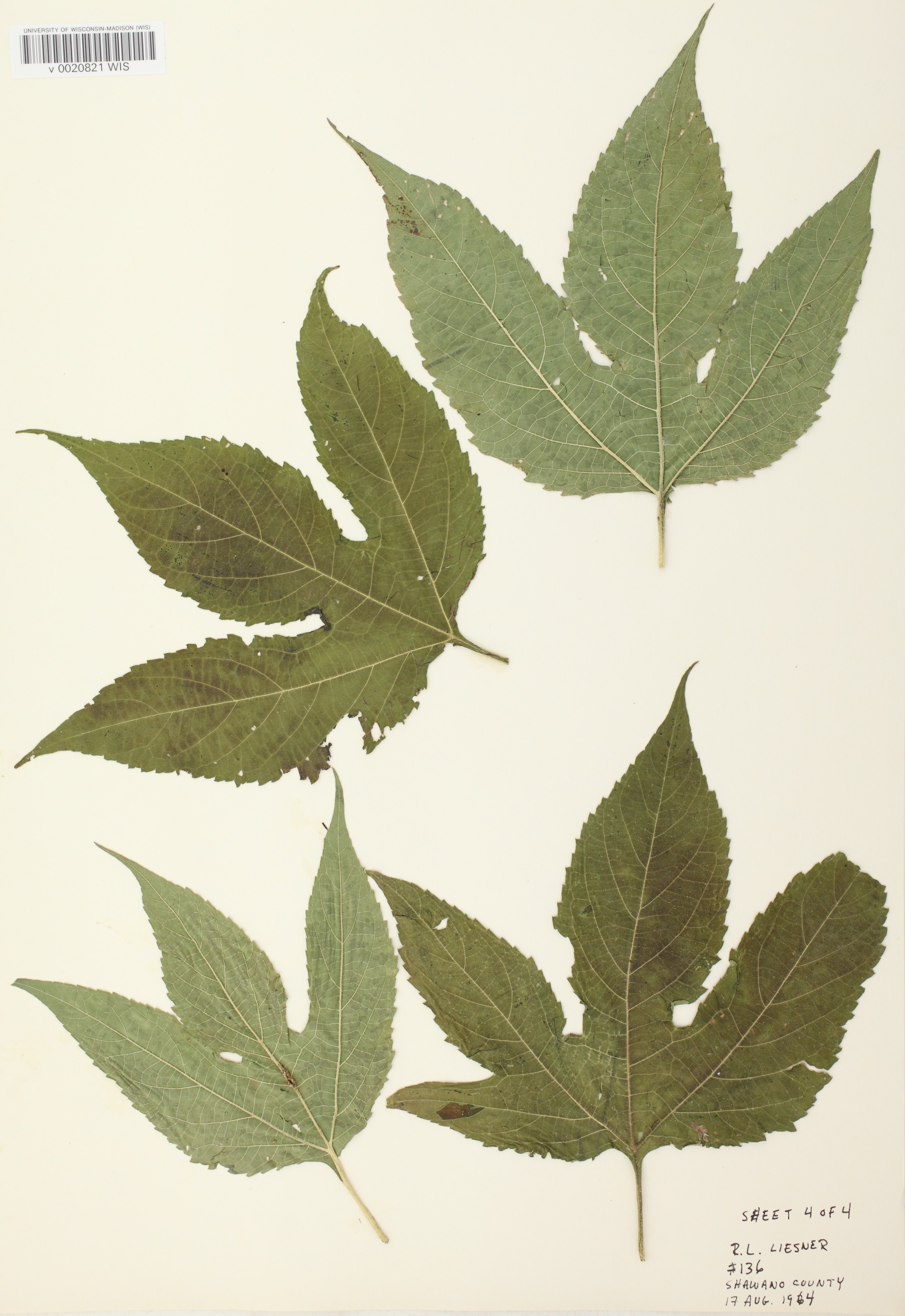  Giant Ragweed leave specimens collected in Shawano County, Wisconsin in August 17, 1964.