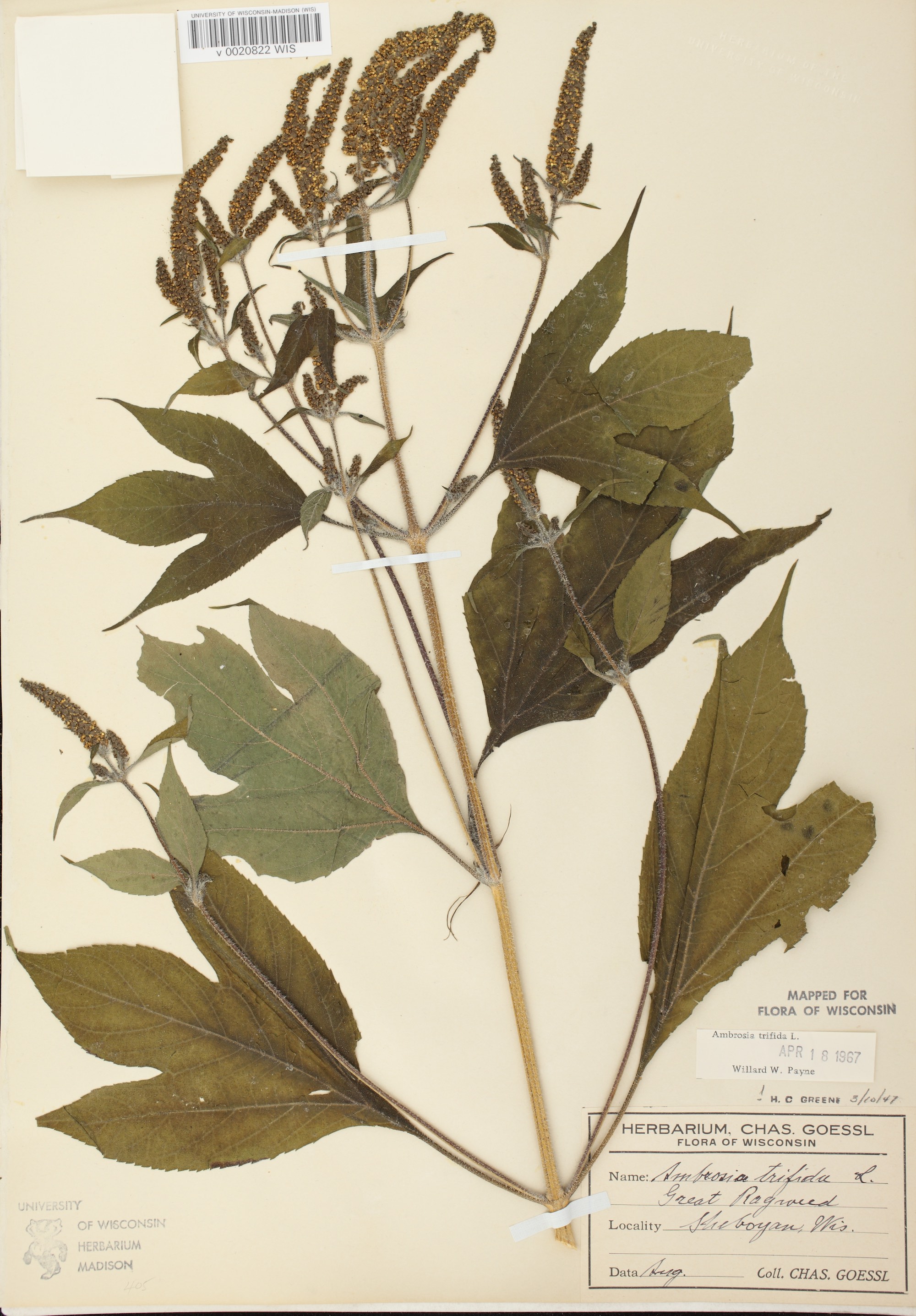 Giant Ragweed specimen collected in Sheboygan, Wisconsin in August circa 1947 circa 1947.