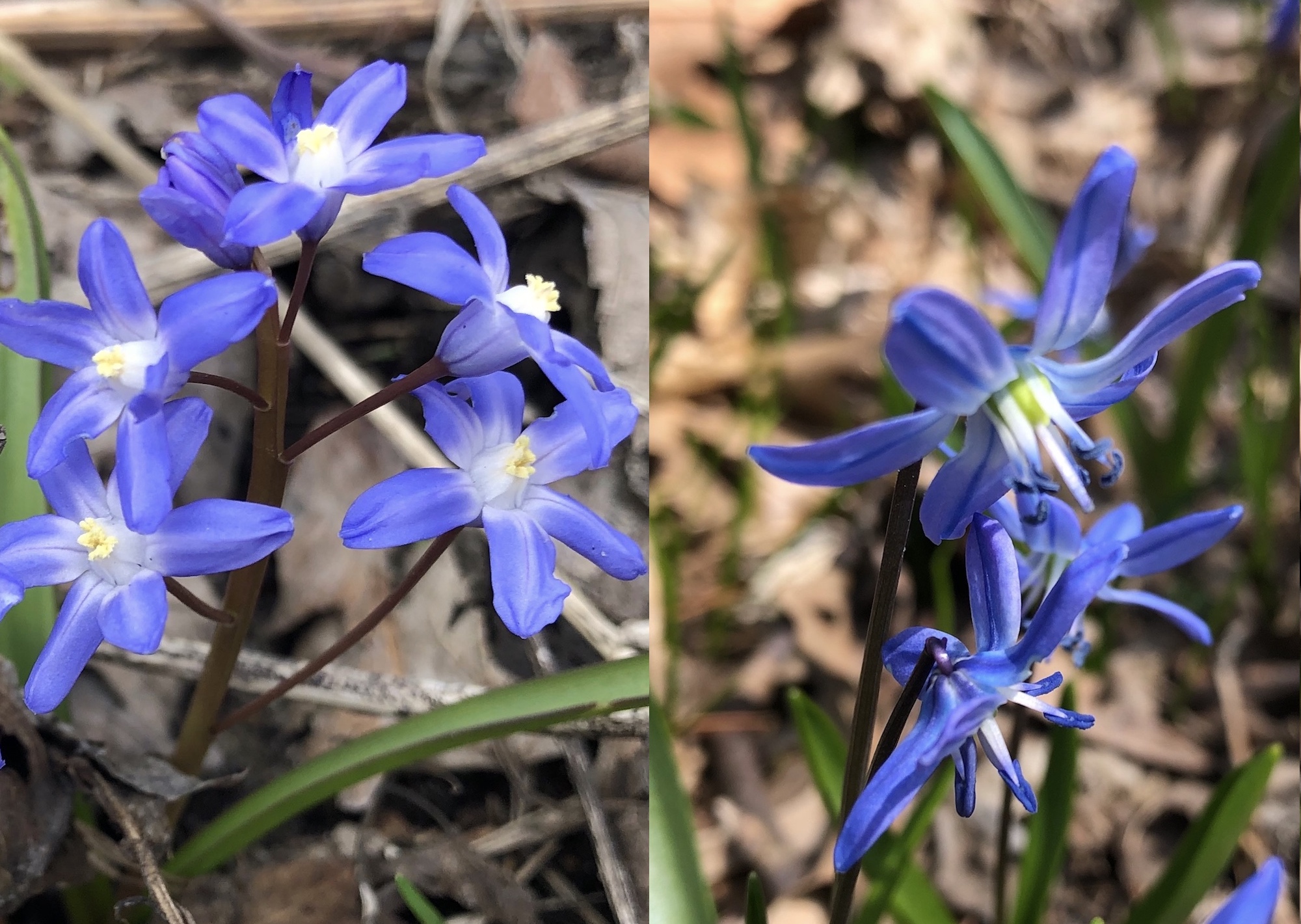 Glory-of-the-Snow and Siberian Squill comparison.