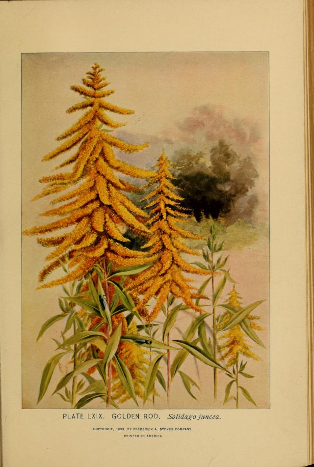 Goldenrod illustration by Alice Lounsberry circa 1899.