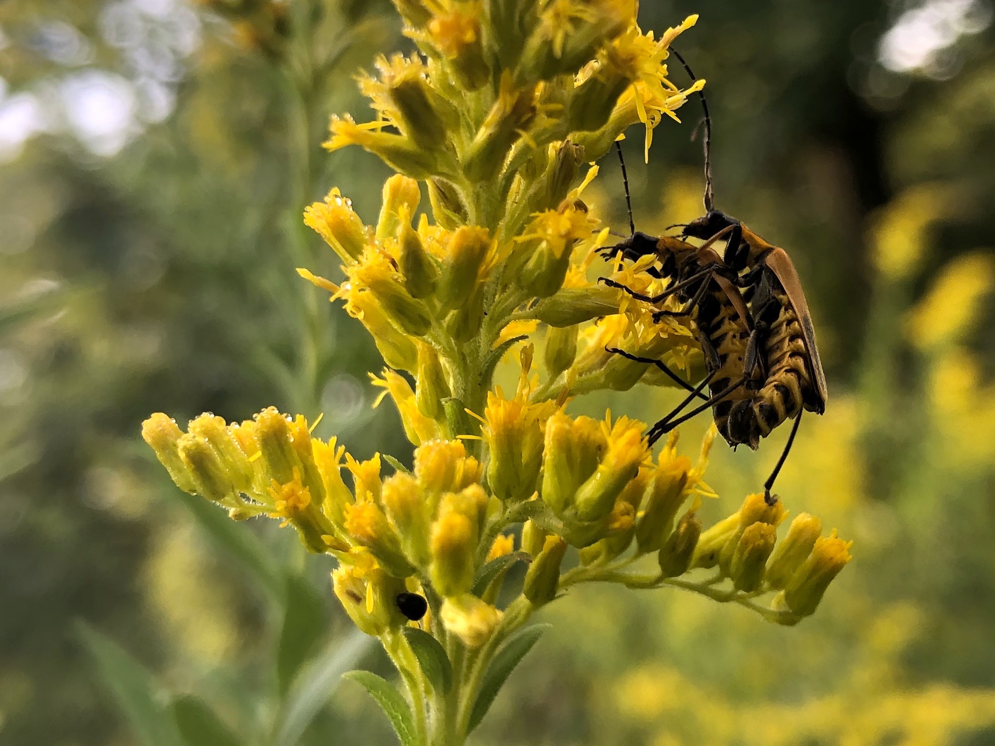 Goldenrod Soldier Beetles on Goldenrod in Oak Savanna on September 1, 2020