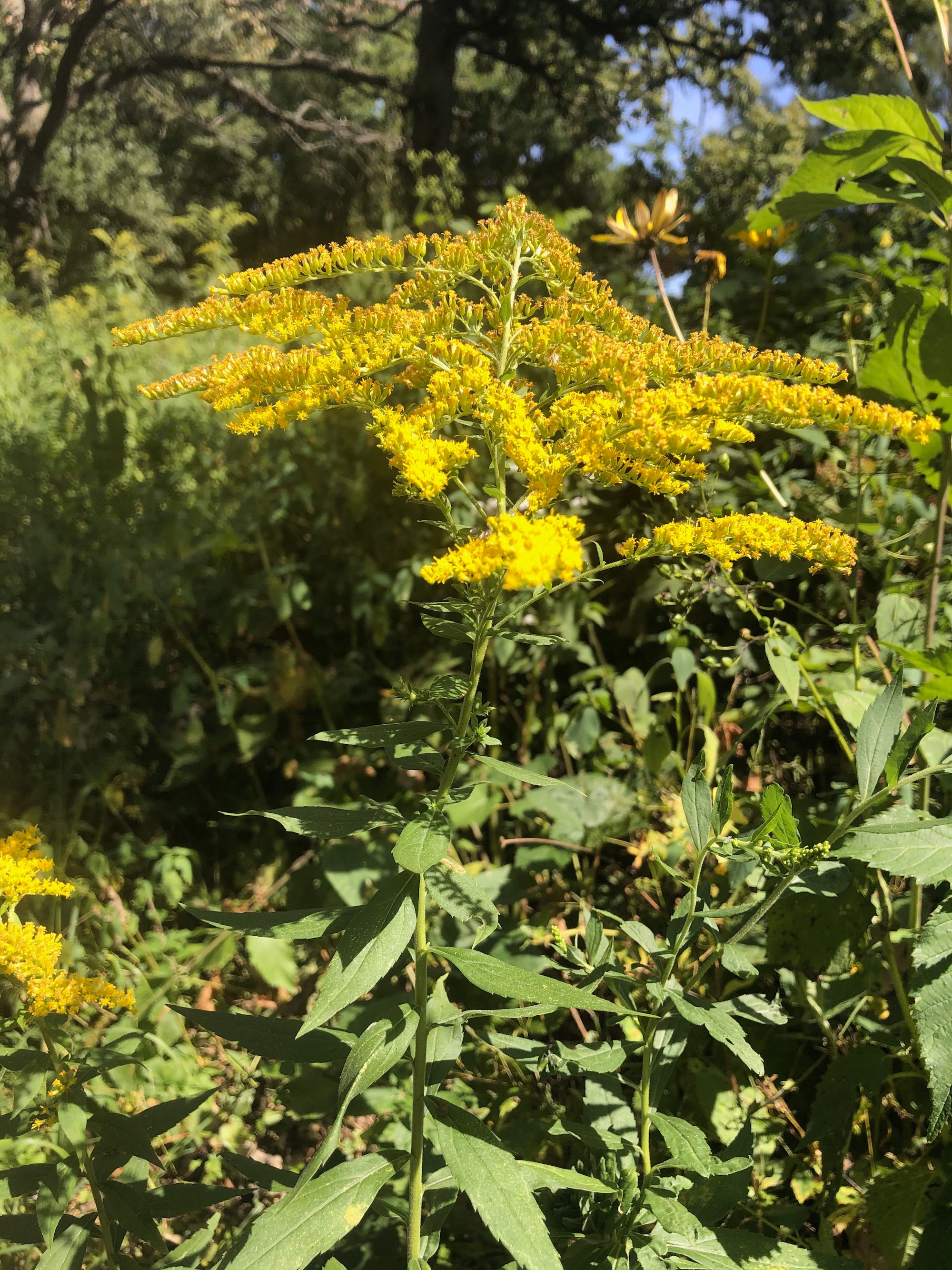 Goldenrod in UW Arboretum on August 20, 2020.