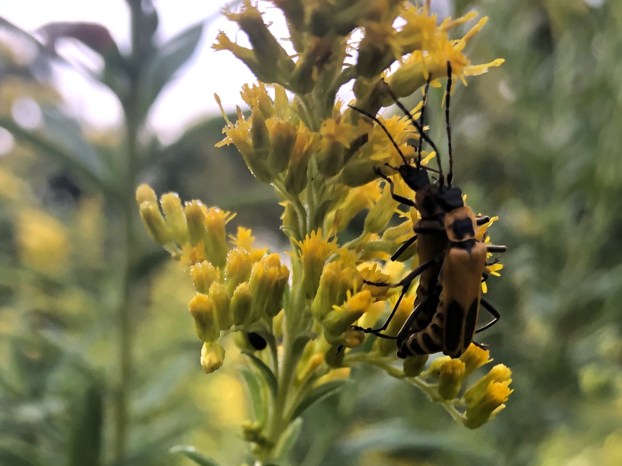 Goldenrod Soldier Beetles on Goldenrod in Oak Savanna on September 1, 2020