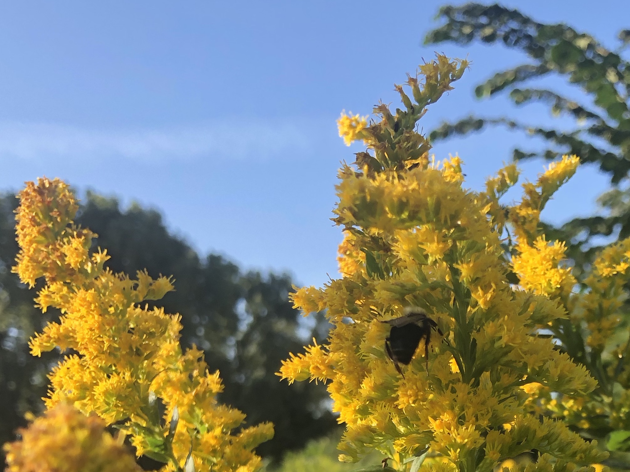Goldenrod photo taken September 4, 2018 in UW Arboretum.
