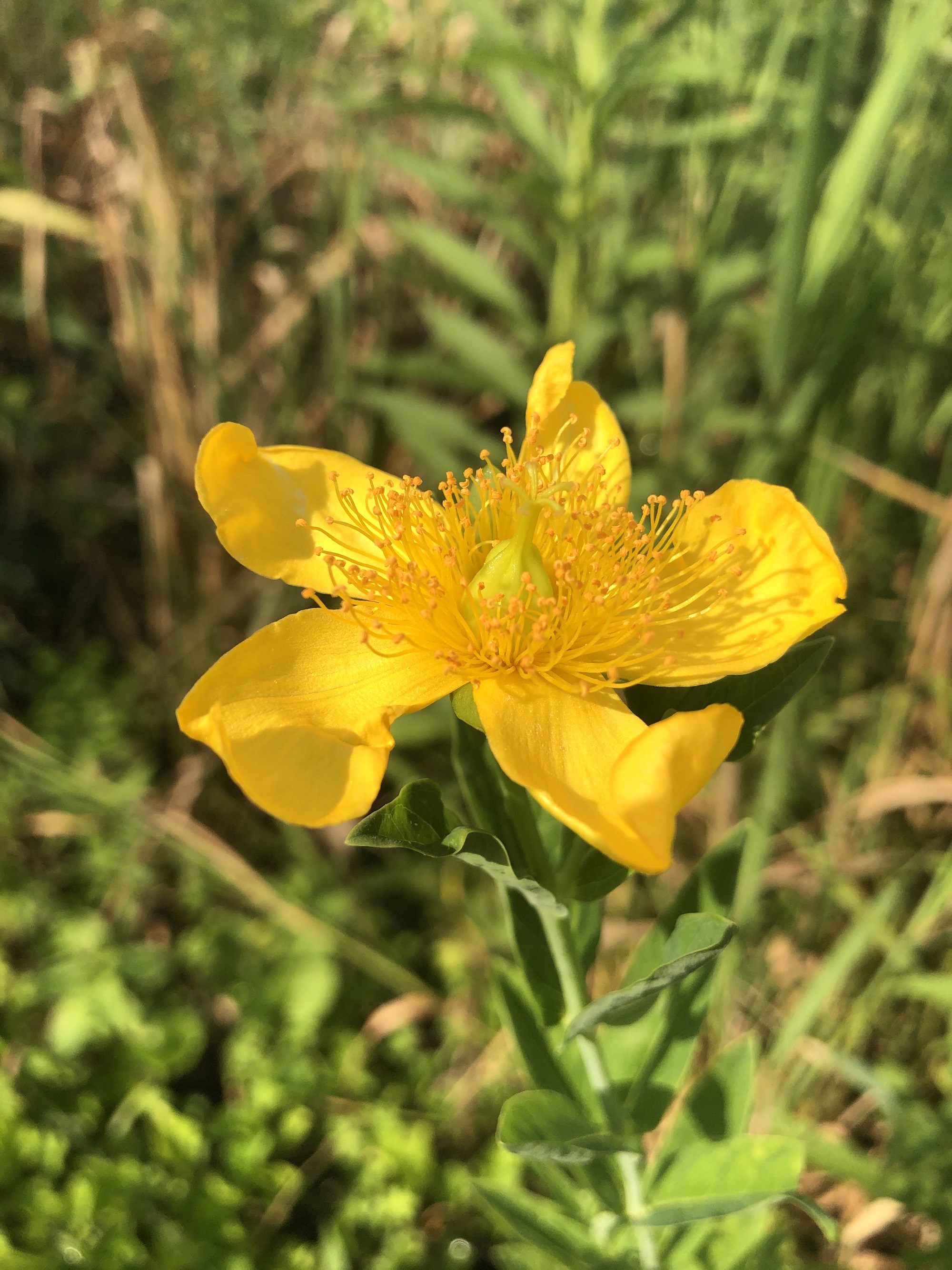 Great St. John's wort on bank of Marion Dunn Pond on July 11, 2020.