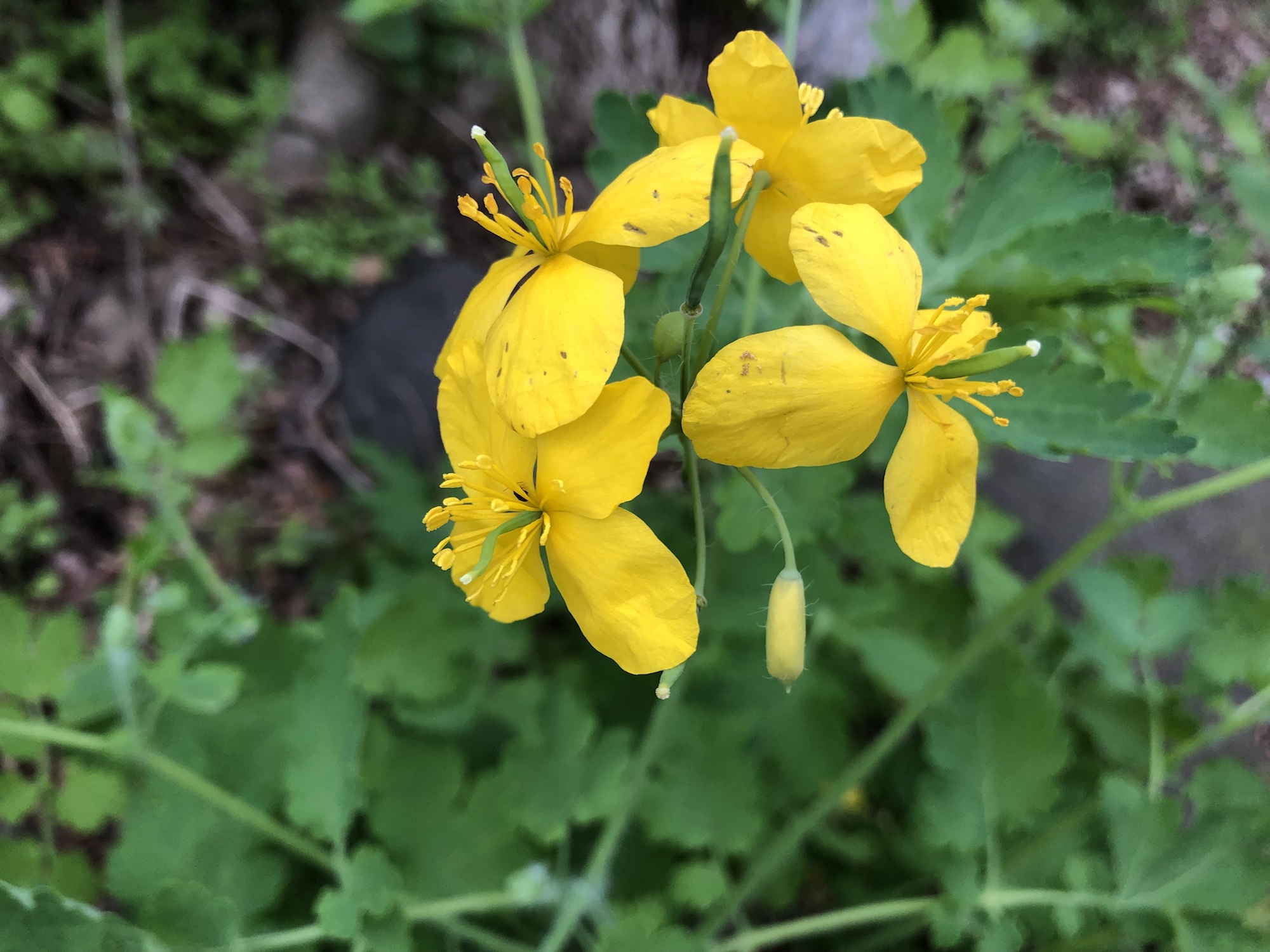 Greater Celandine on May 17, 2019.