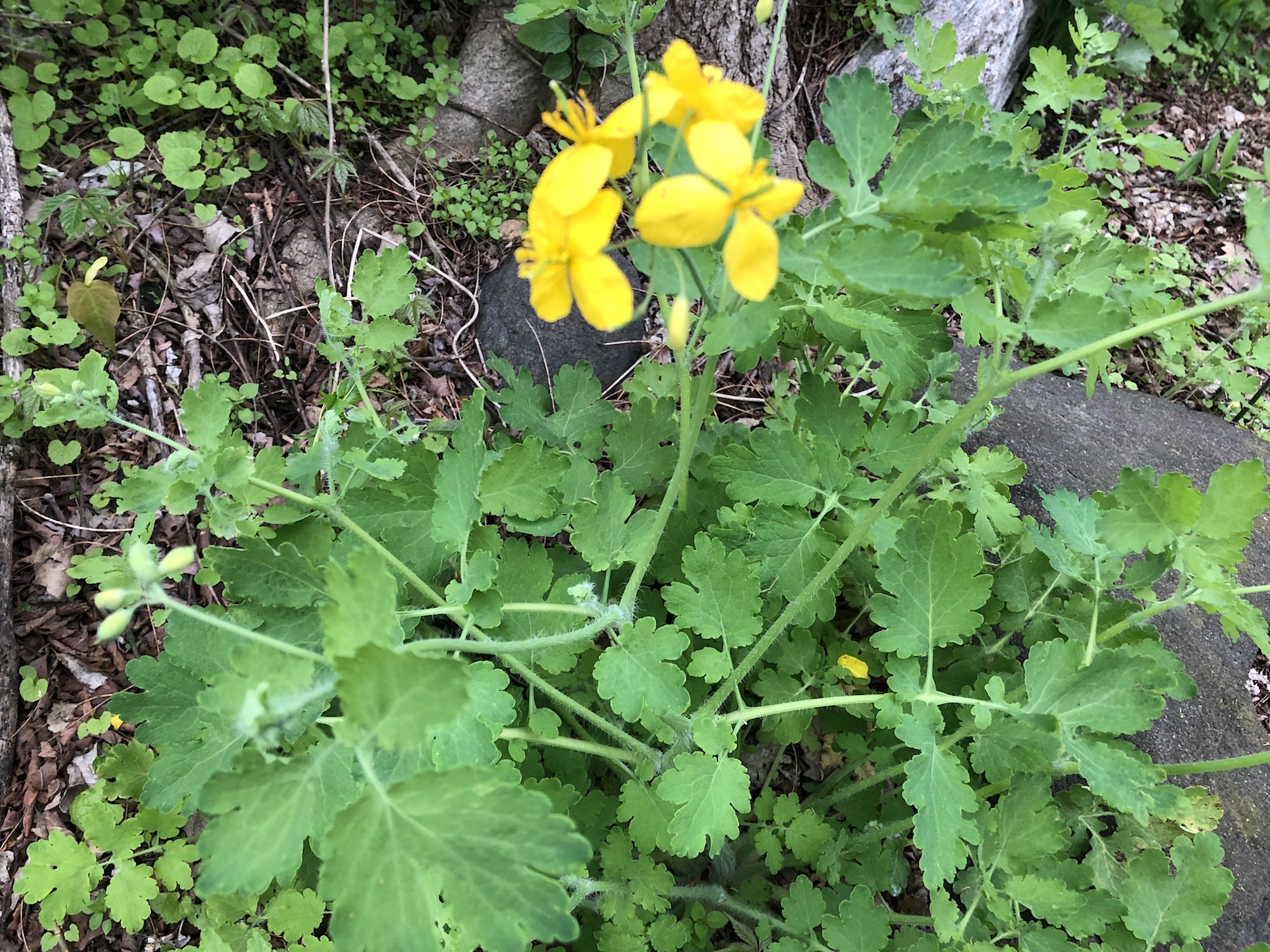 Greater Celandine on May 17, 2019.