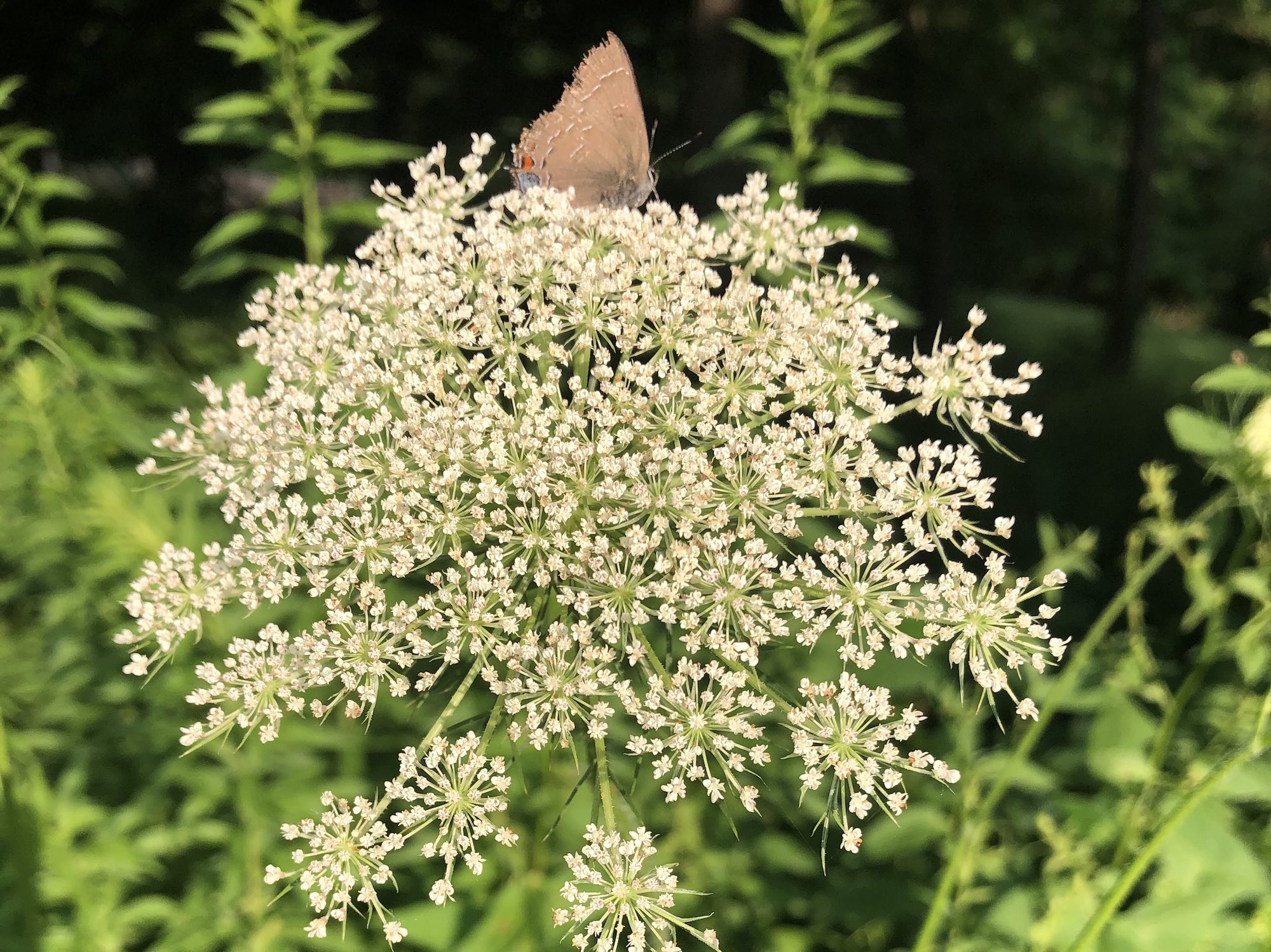 Hairstreak butterfly on Queen Anne's Lace in Nakoma Park on July 9, 2020.