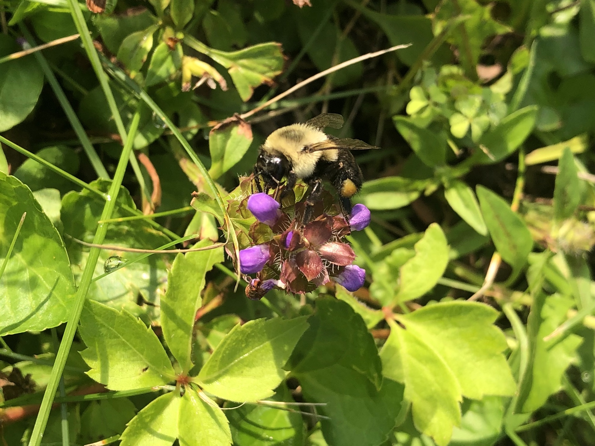 Bumblebee on Heal-All near Marion Dunn Pond on August 13, 2021.
