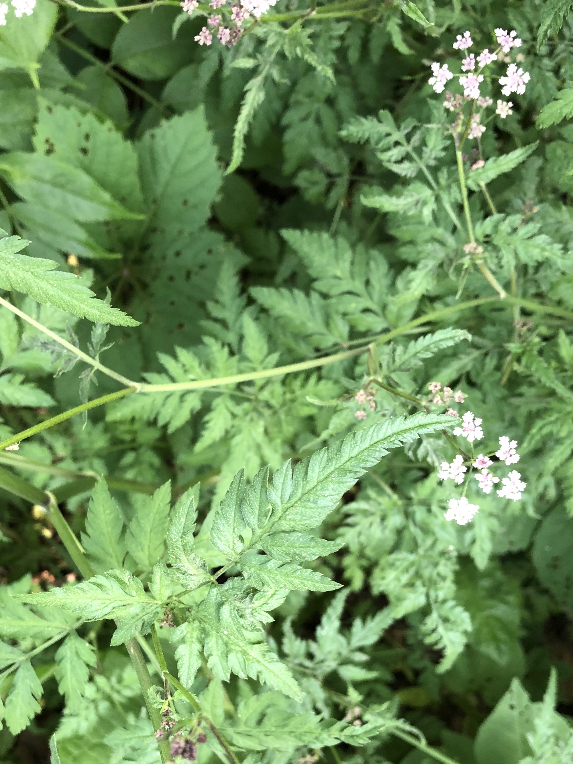Hedge Parsley in Madison, Wisconsin on July 17, 2022.