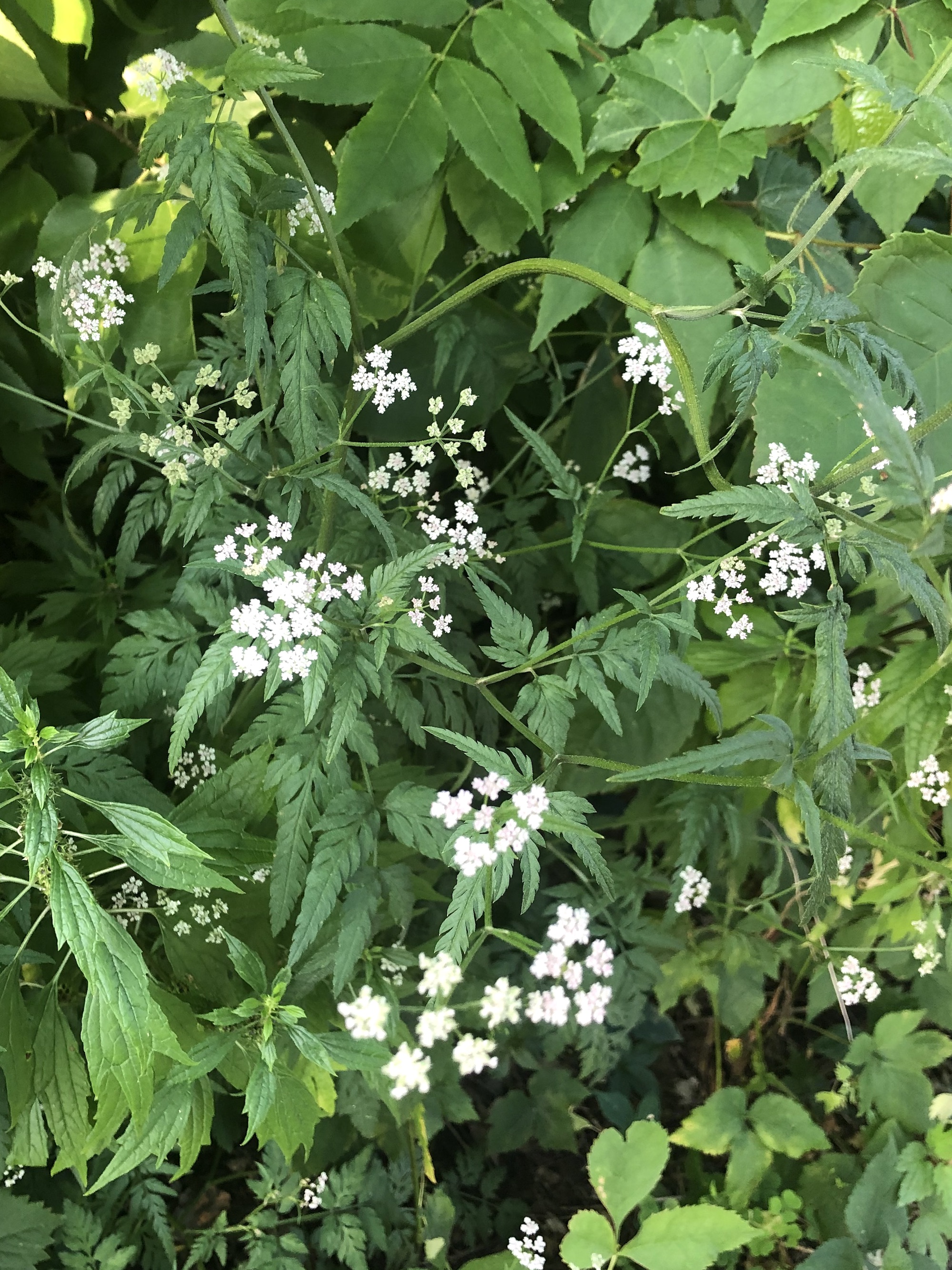 Hedge Parsley plant in Madison, Wisconsin on July 20, 2022.