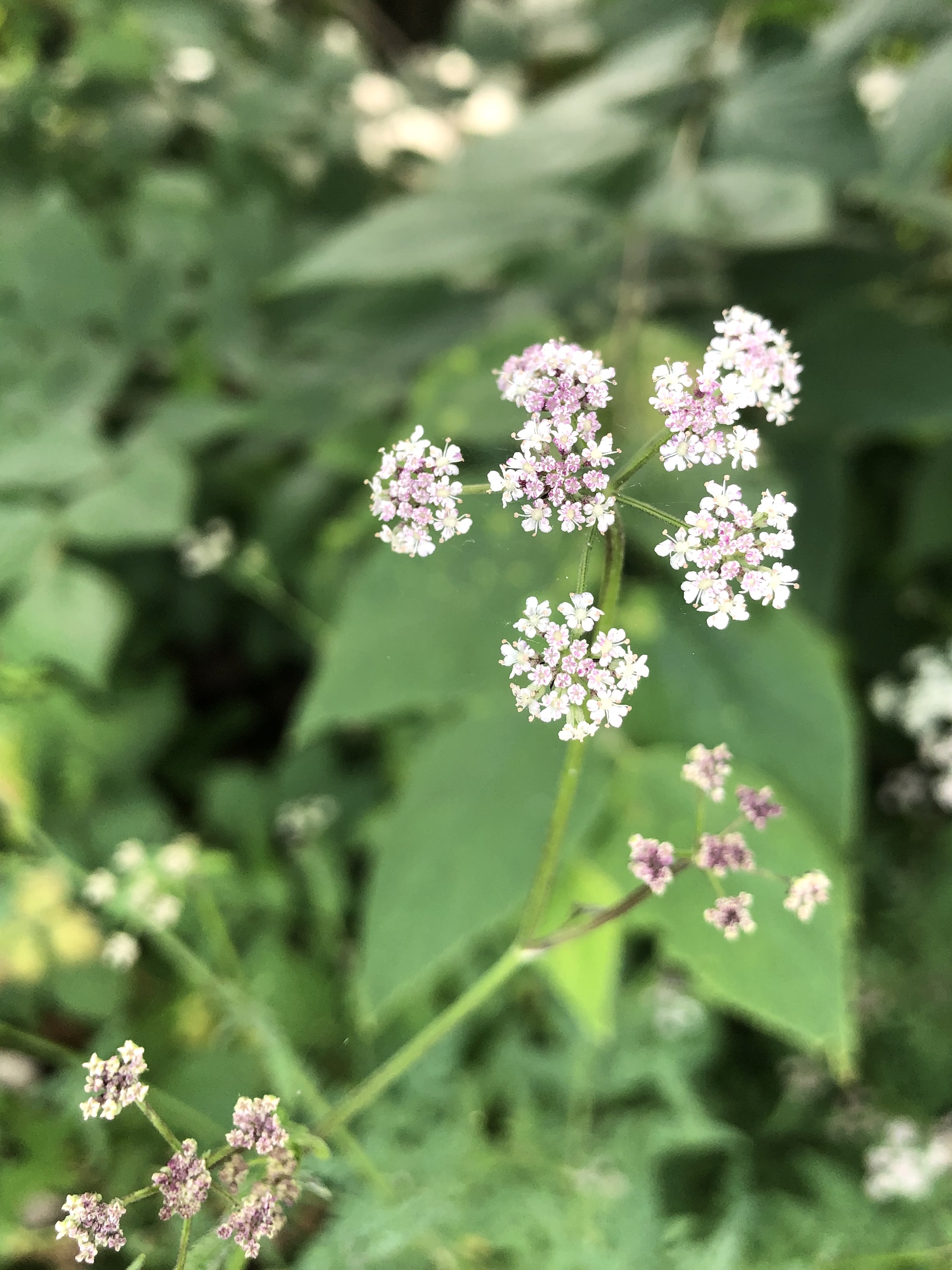 Hedge Parsley in Madison, Wisconsin on July 17, 2022.