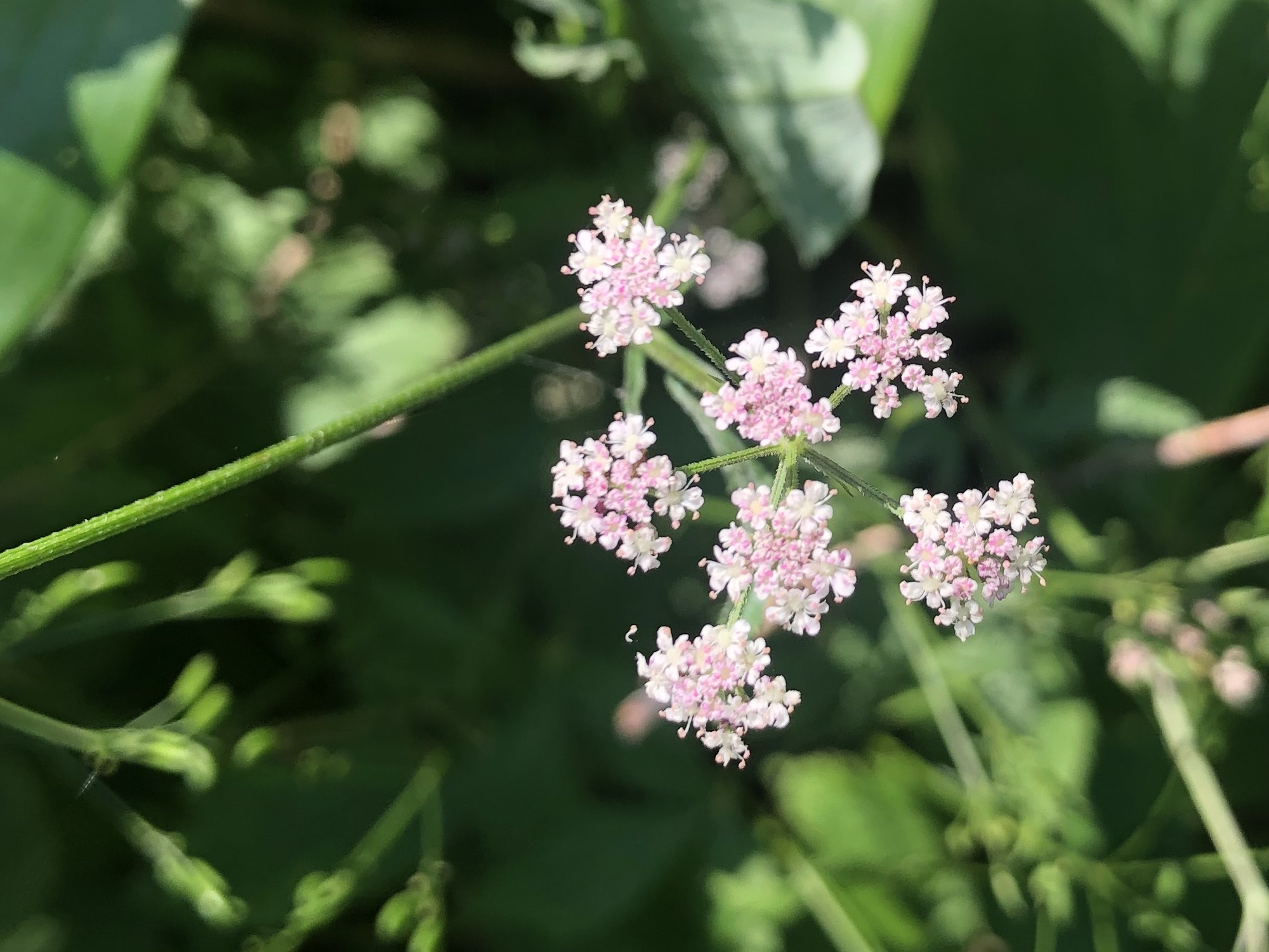 Hedge Parsley in Madison, Wisconsin on July 19, 2022