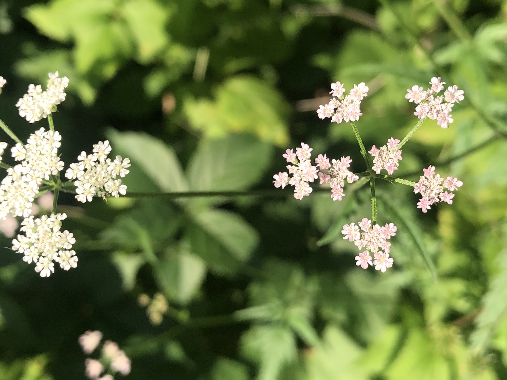 Hedge Parsley in Madison, Wisconsin on July 19, 2022