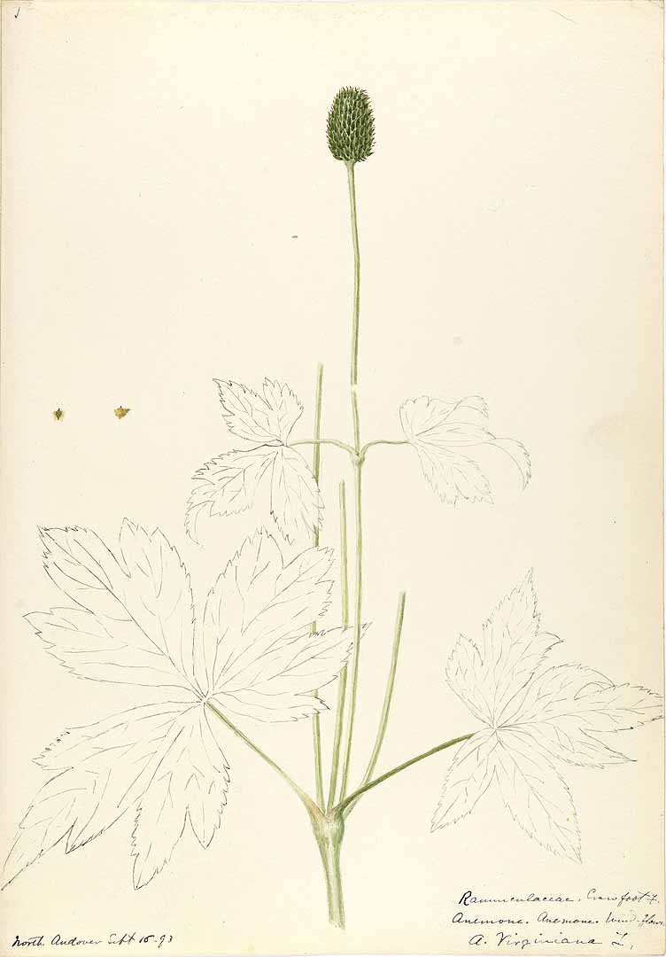 Thimbleweed (Anemone virginiana) illustration by Helen Sharp circa 1893.