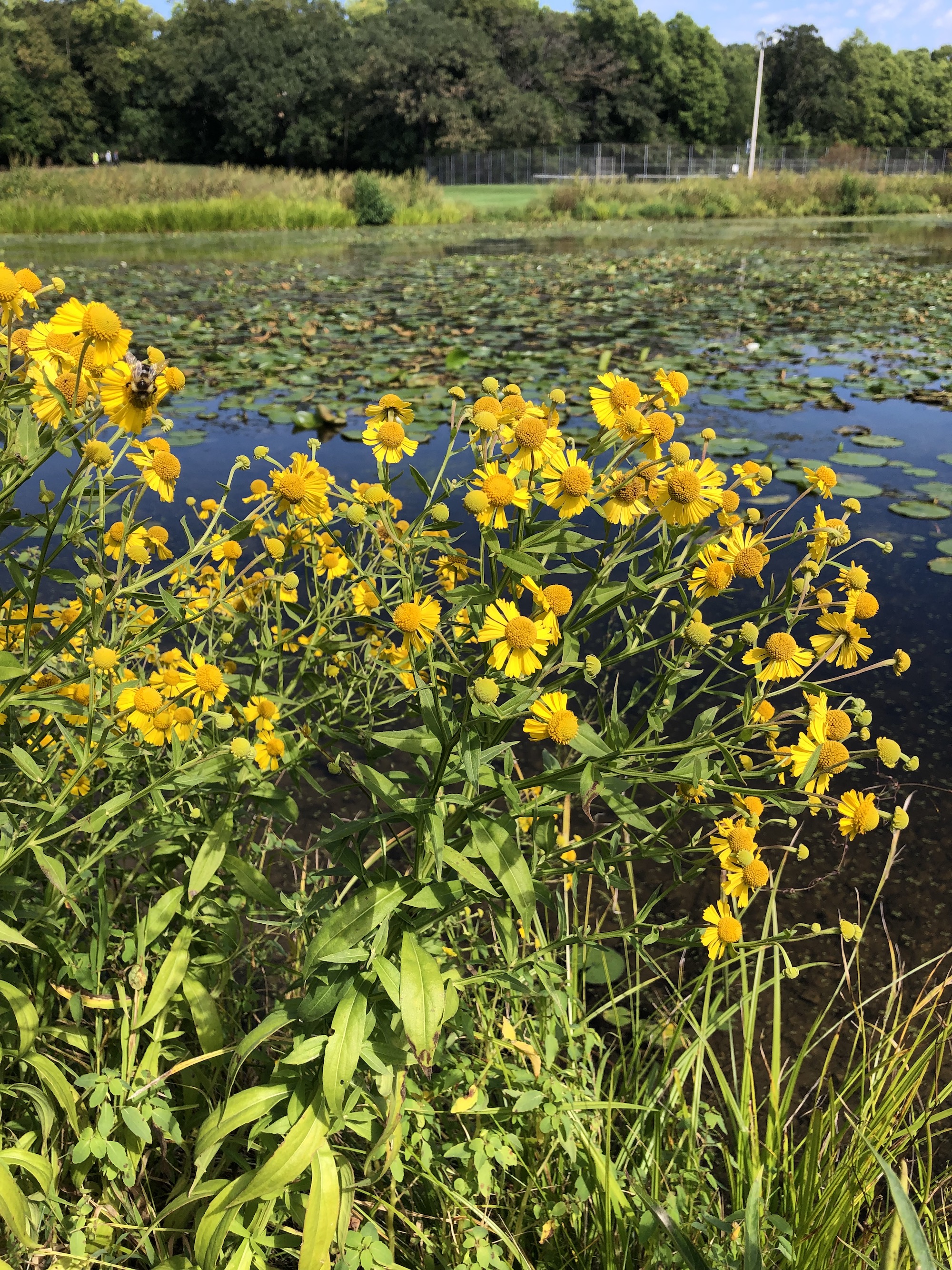 Common Sneezeweed around Vilas Park lagoon in Madison, Wisconsin on September 5, 2021.