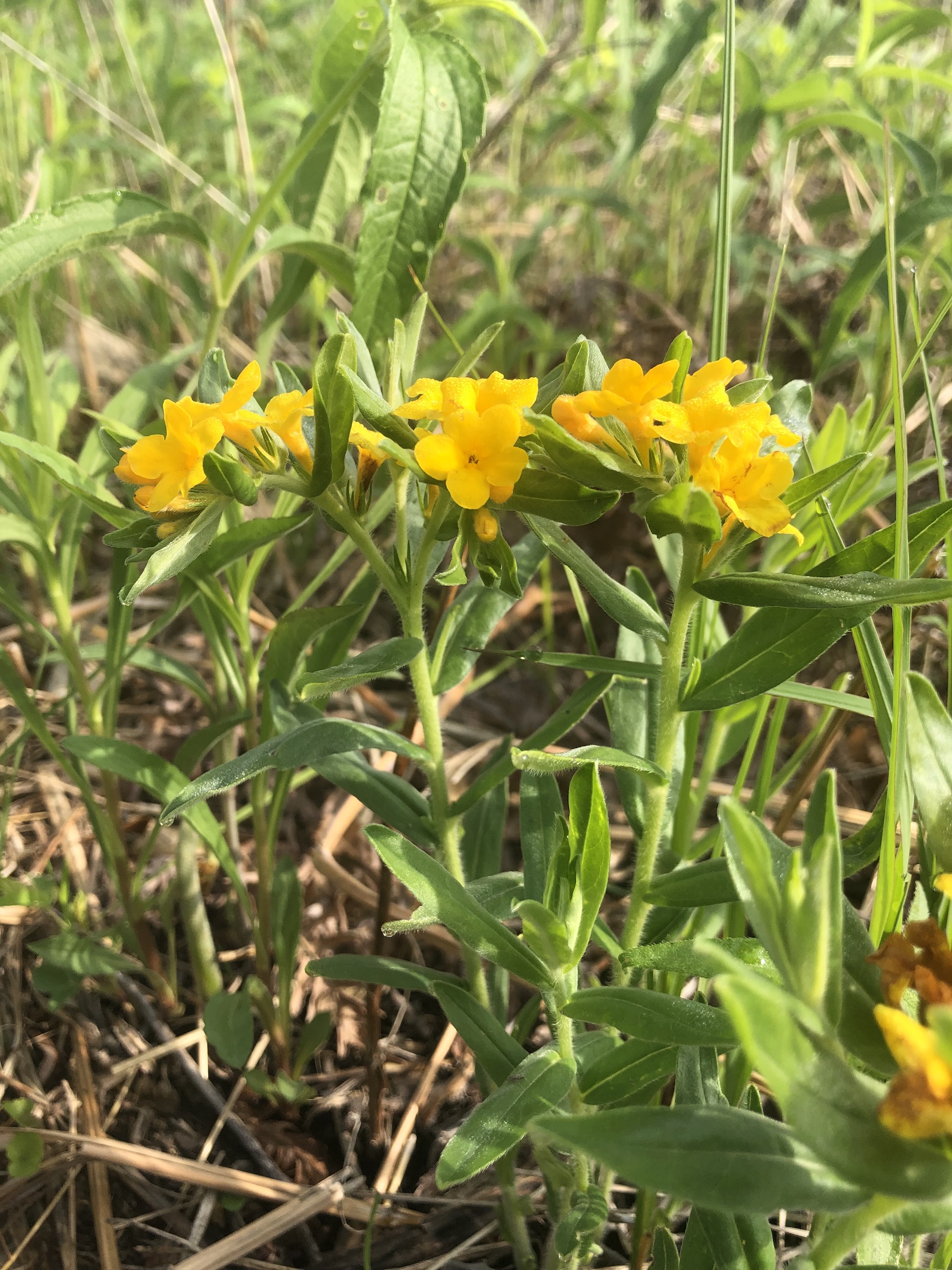 Hoary Puccoon in the Curtis Prairie in the University of Wisconsin-Madison Arboretum in Madison, Wisconsin on May 19, 2022.