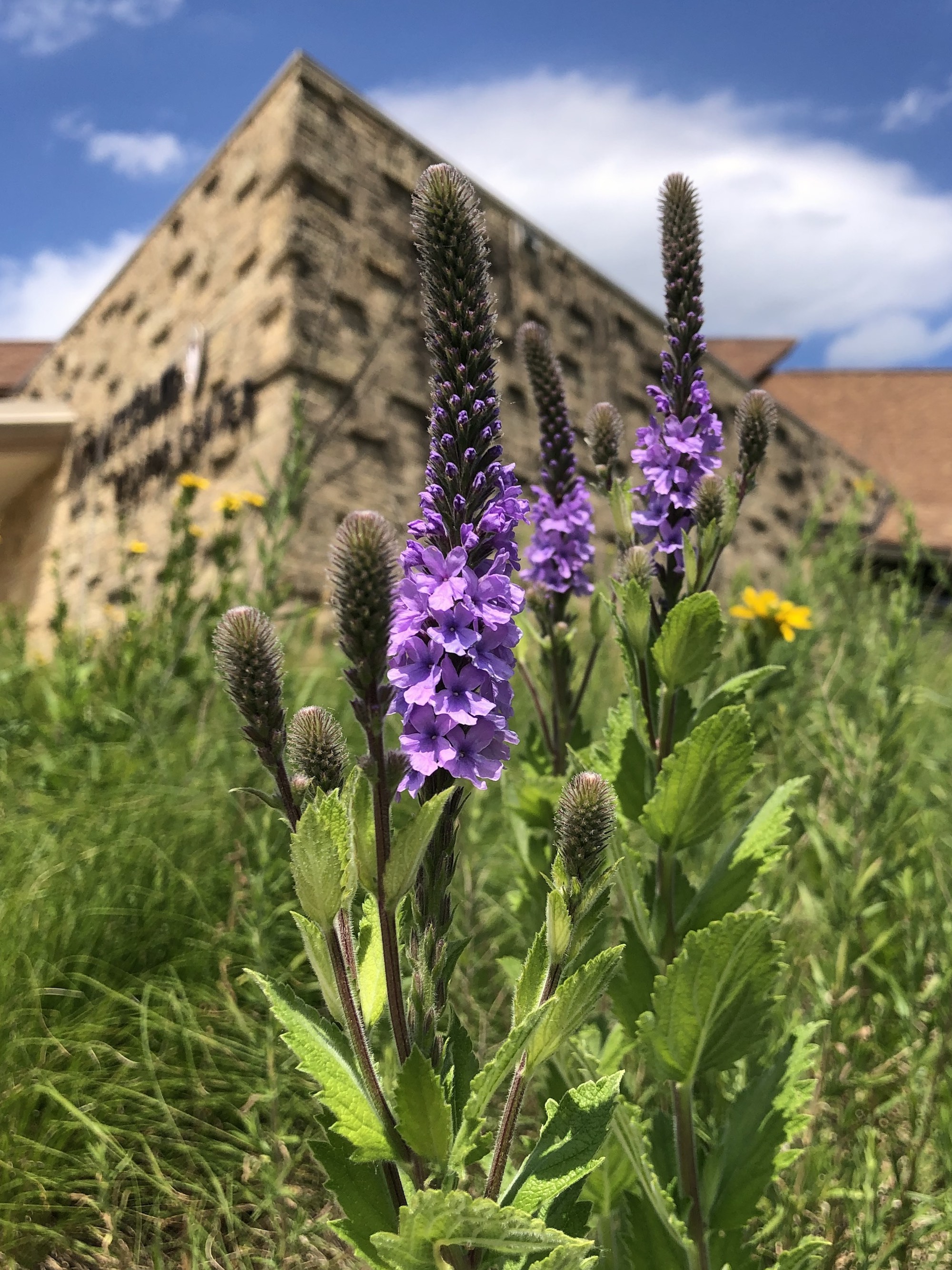 Hoary Vervain next to the UW Arboretum Visitors Center parking lot on June 22, 2021.