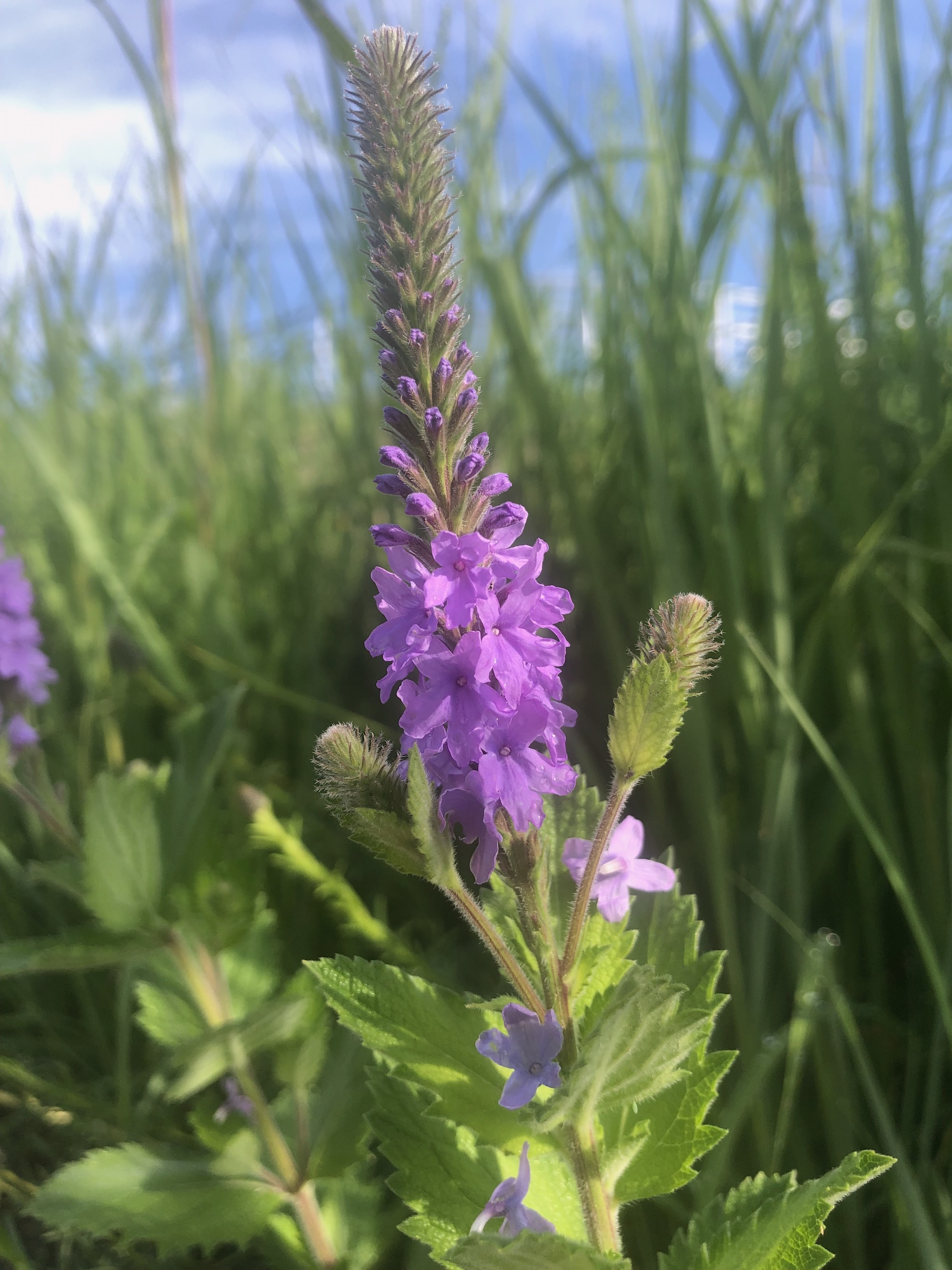 Hoary Vervain next to the UW Arboretum Visitors Center in Madison, Wisconsin on June 30, 2021.