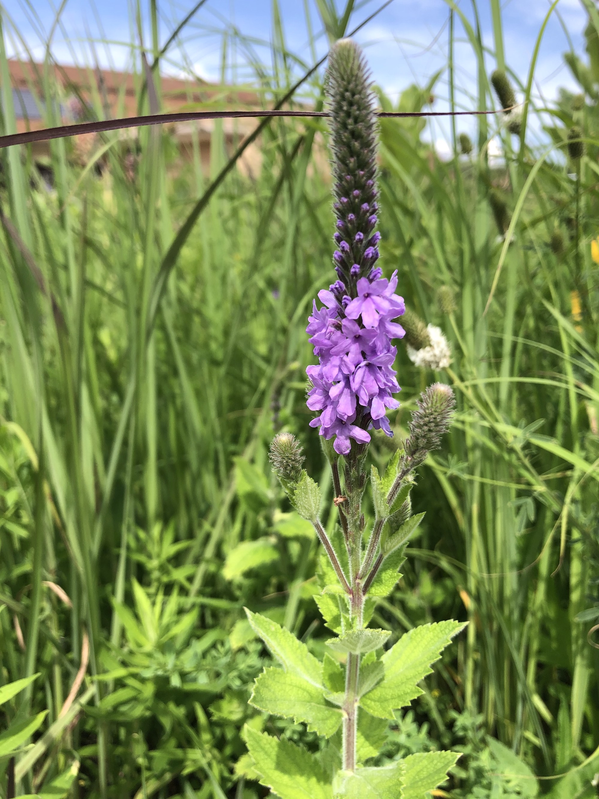Hoary Vervain next to the UW Arboretum Visitors Center parking lot on June 30, 2020.