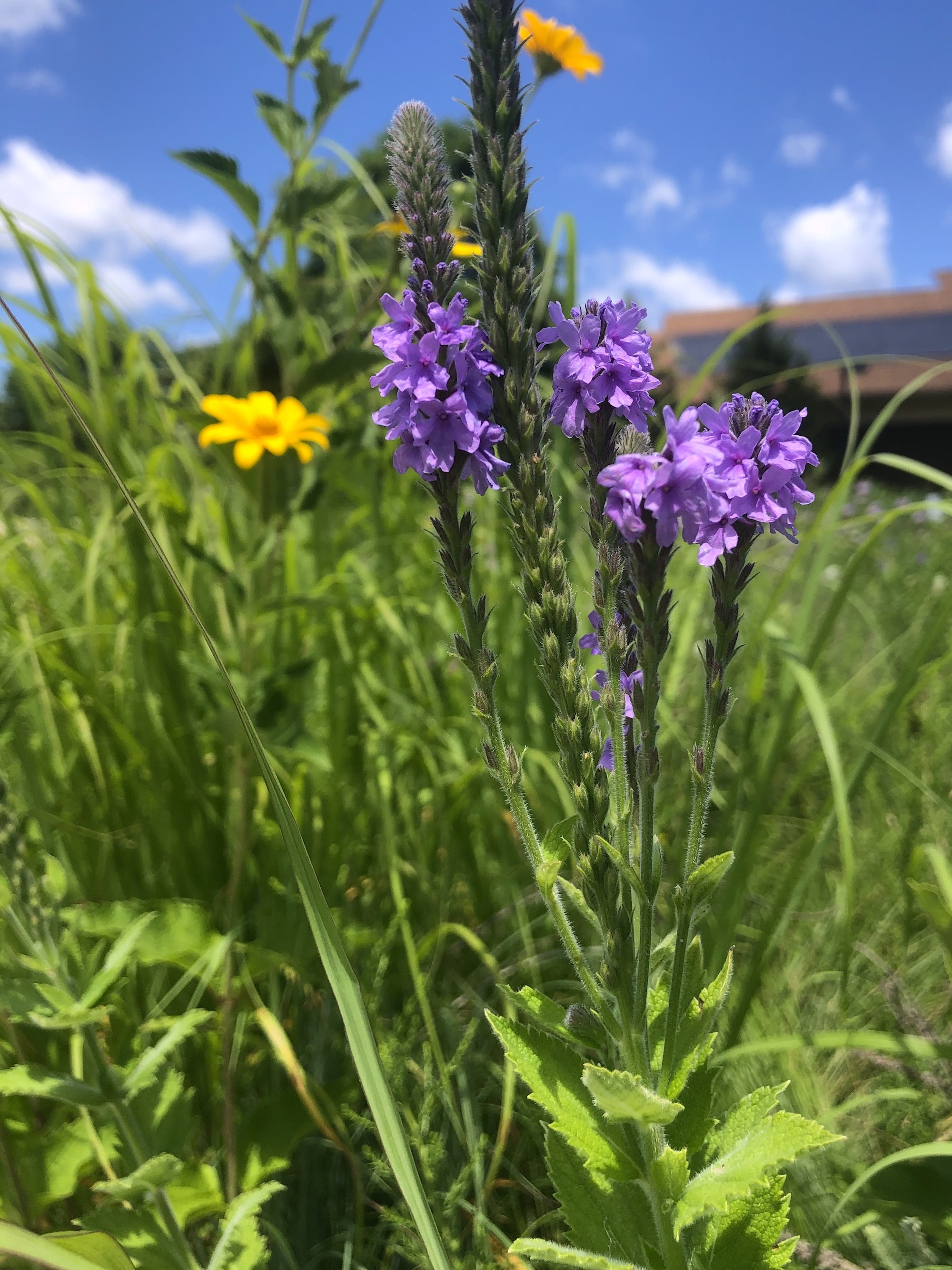 Hoary Vervain next to the UW Arboretum Visitors Center parking lot on July 10, 2020.