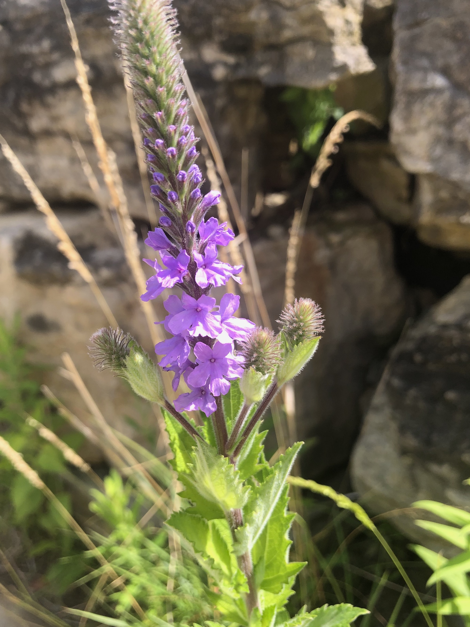 Hoary Vervain next to the UW Arboretum Visitors Center parking lot on June 27, 2020.