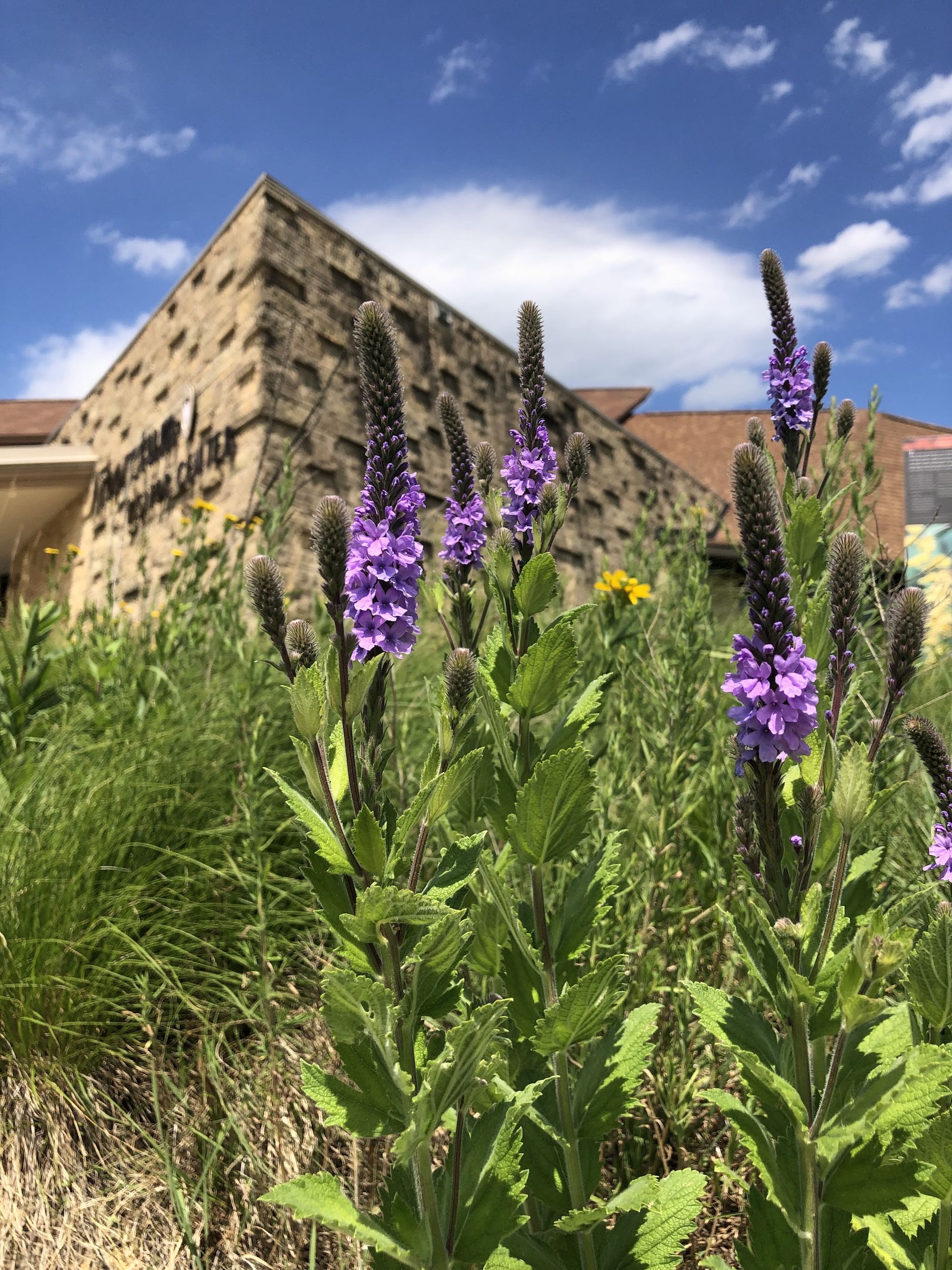 Hoary Vervain next to the UW Arboretum Visitors Center parking lot on June 22, 2021.