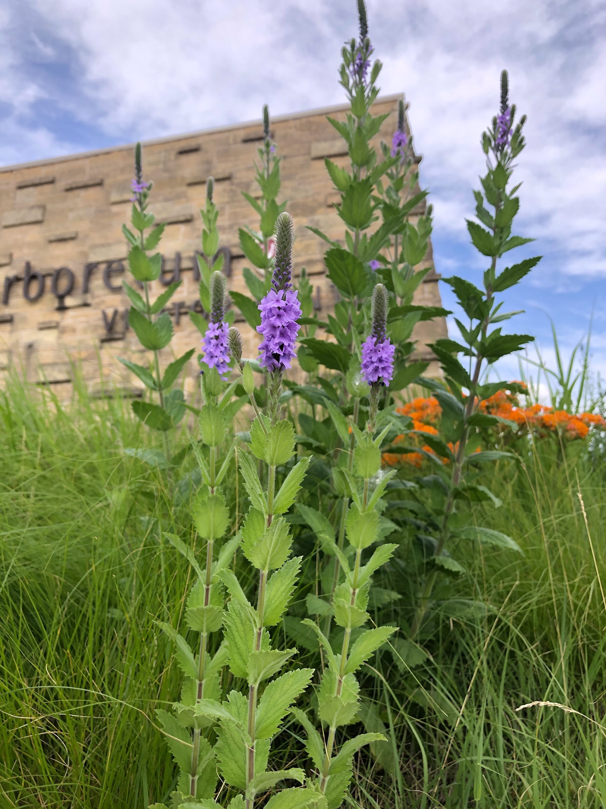 Hoary Vervain next to the UW Arboretum Visitors Center parking lot on June 30, 2020.
