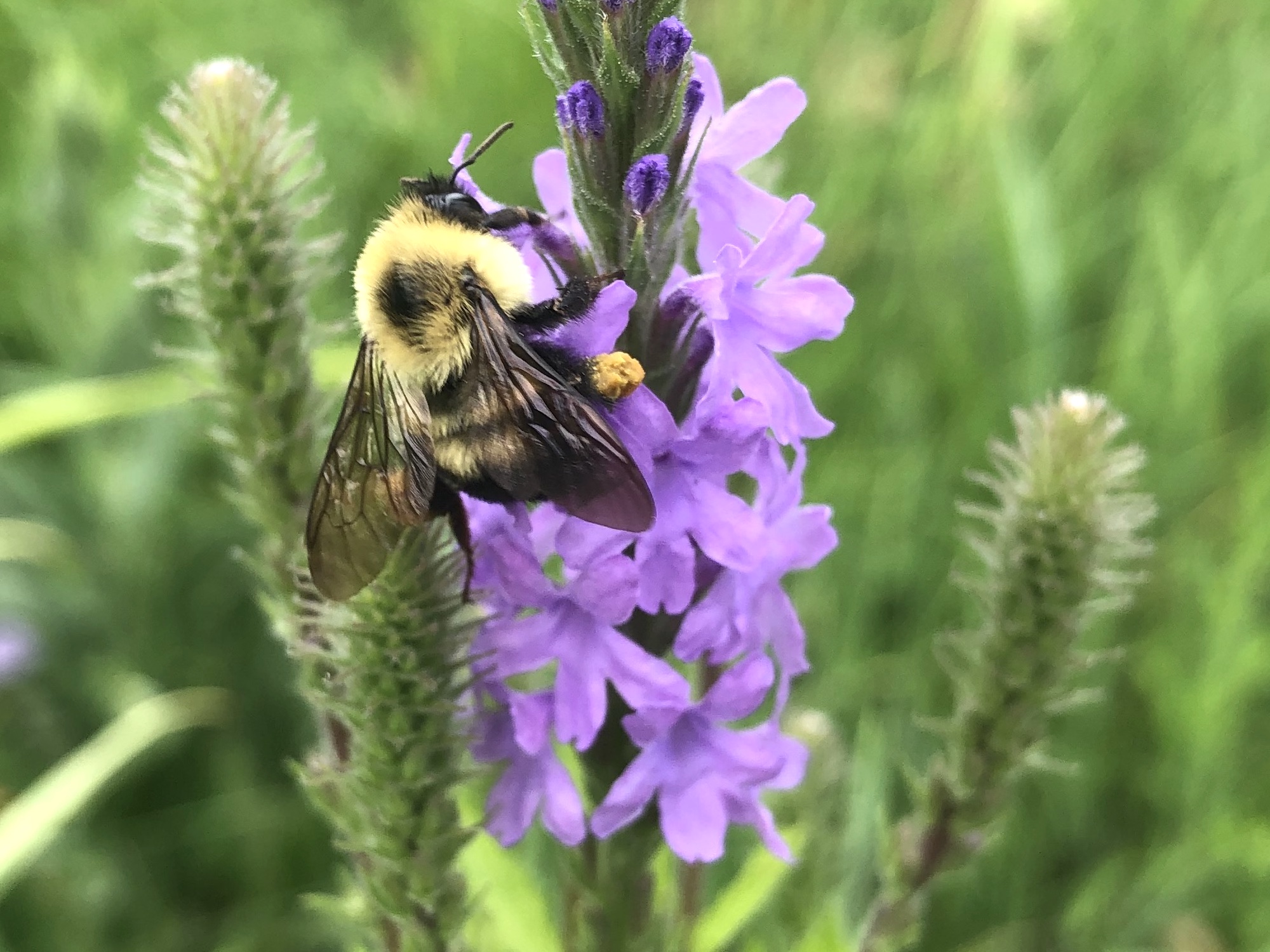 Bumblebee on Hoary Vervain off of Bike Path behind Gregory Street in Madison, Wisconsin on June 28, 2021.