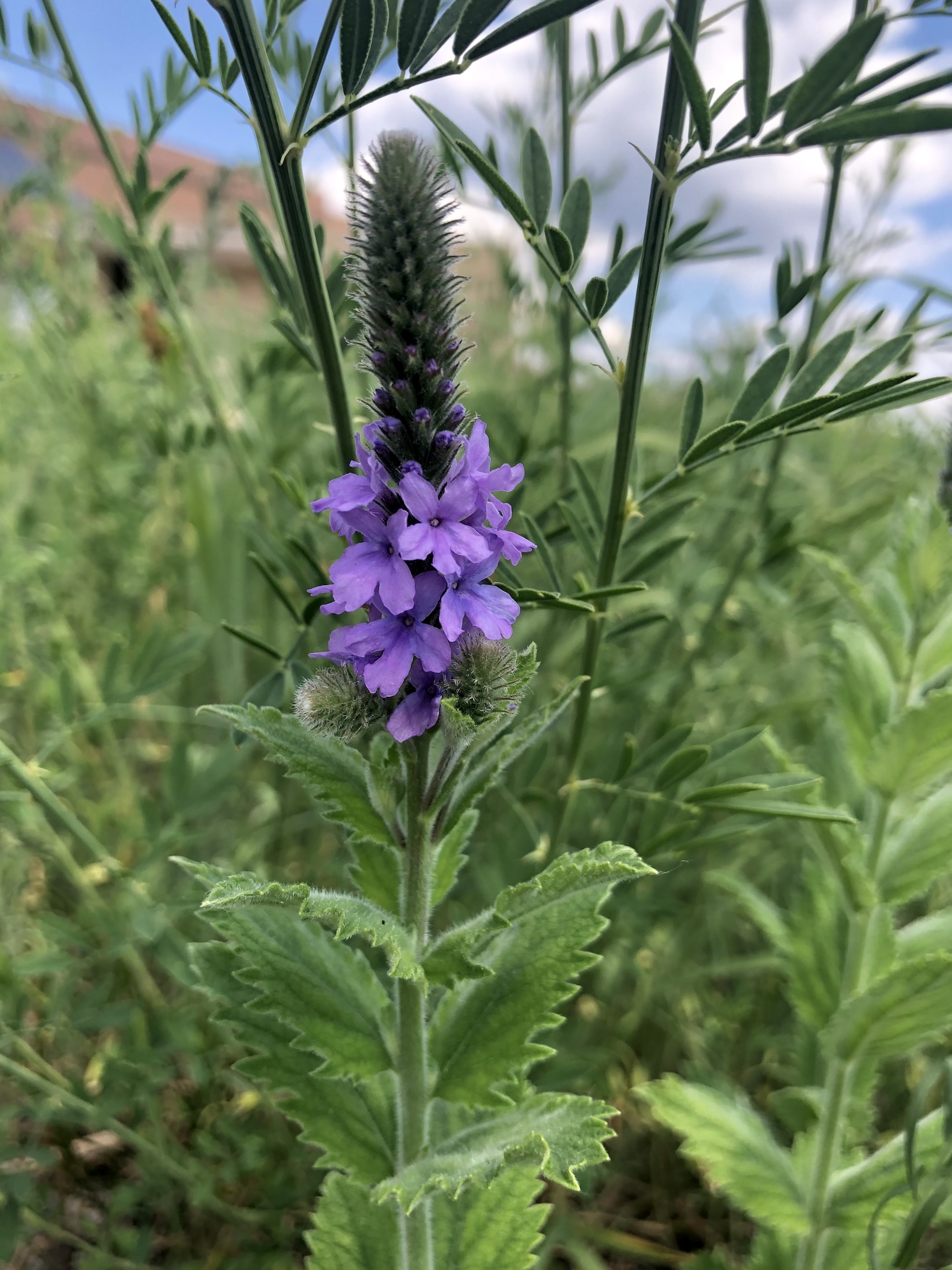 Hoary Vervain next to the UW Arboretum Visitors Center parking lot on June 15, 2021.