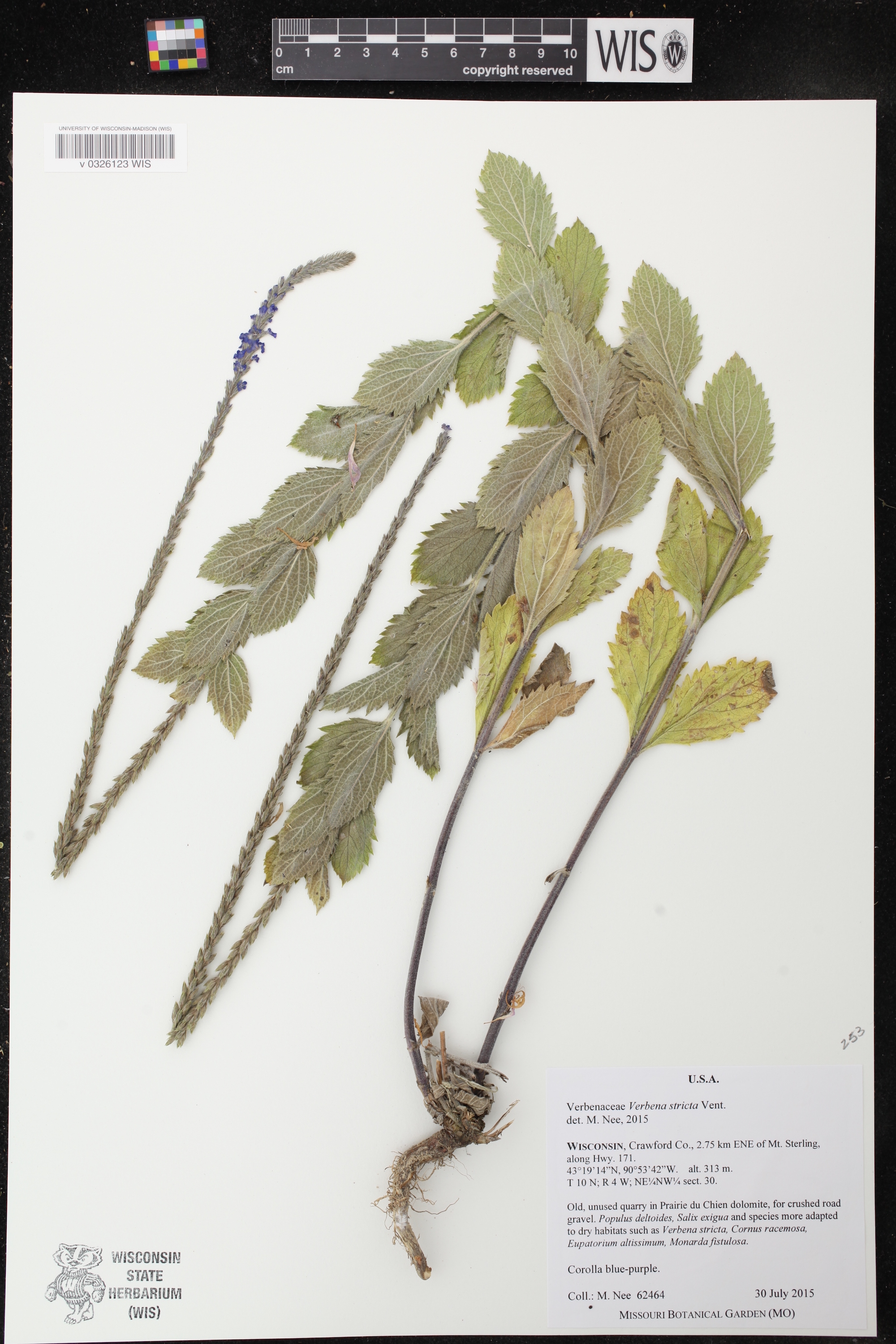 Hoary Vervain specimen collected in Crawford County, Wisconsin on July 30, 2015.