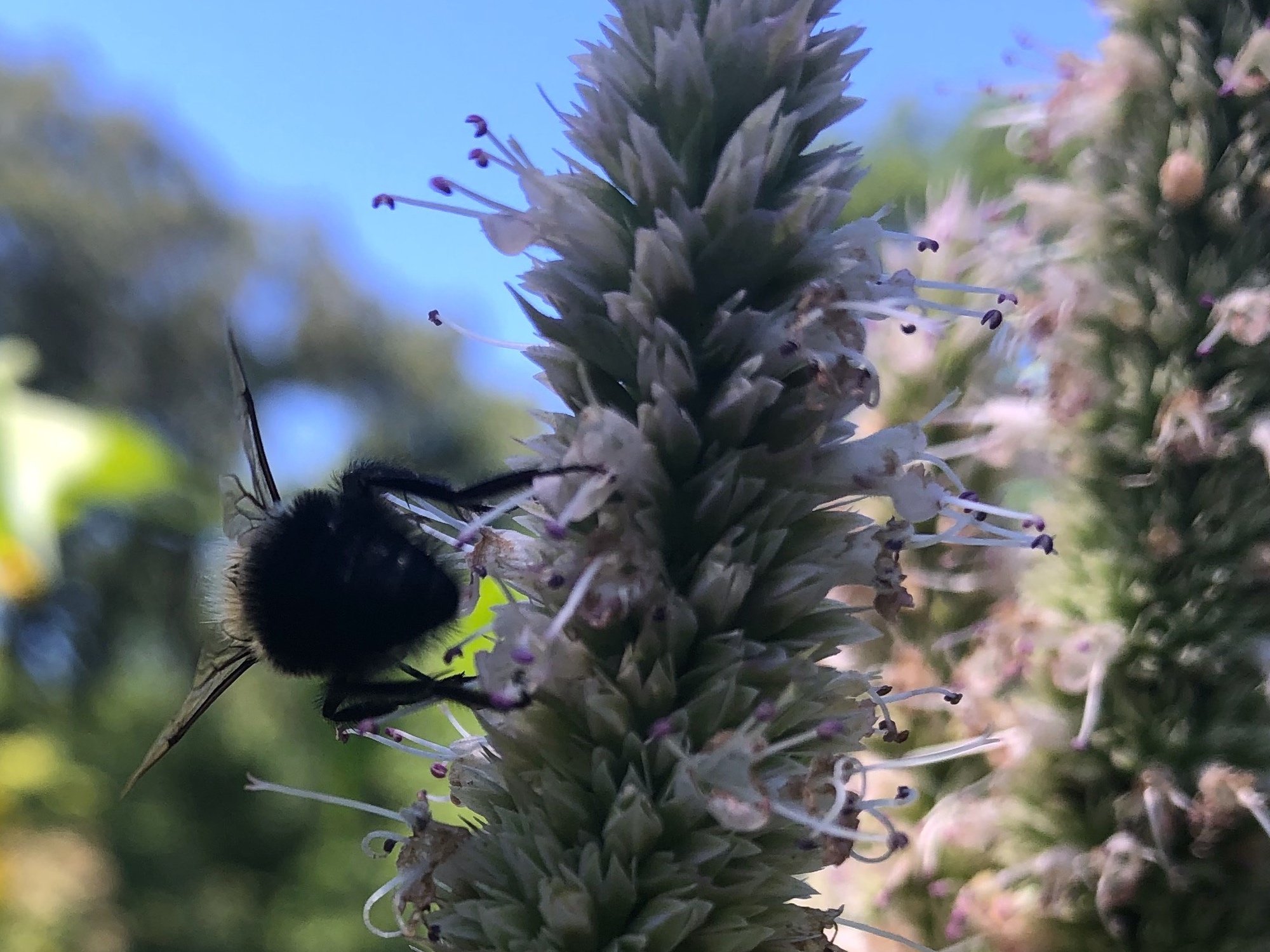 Bumblebee on Hyssop on August 11, 2020.
