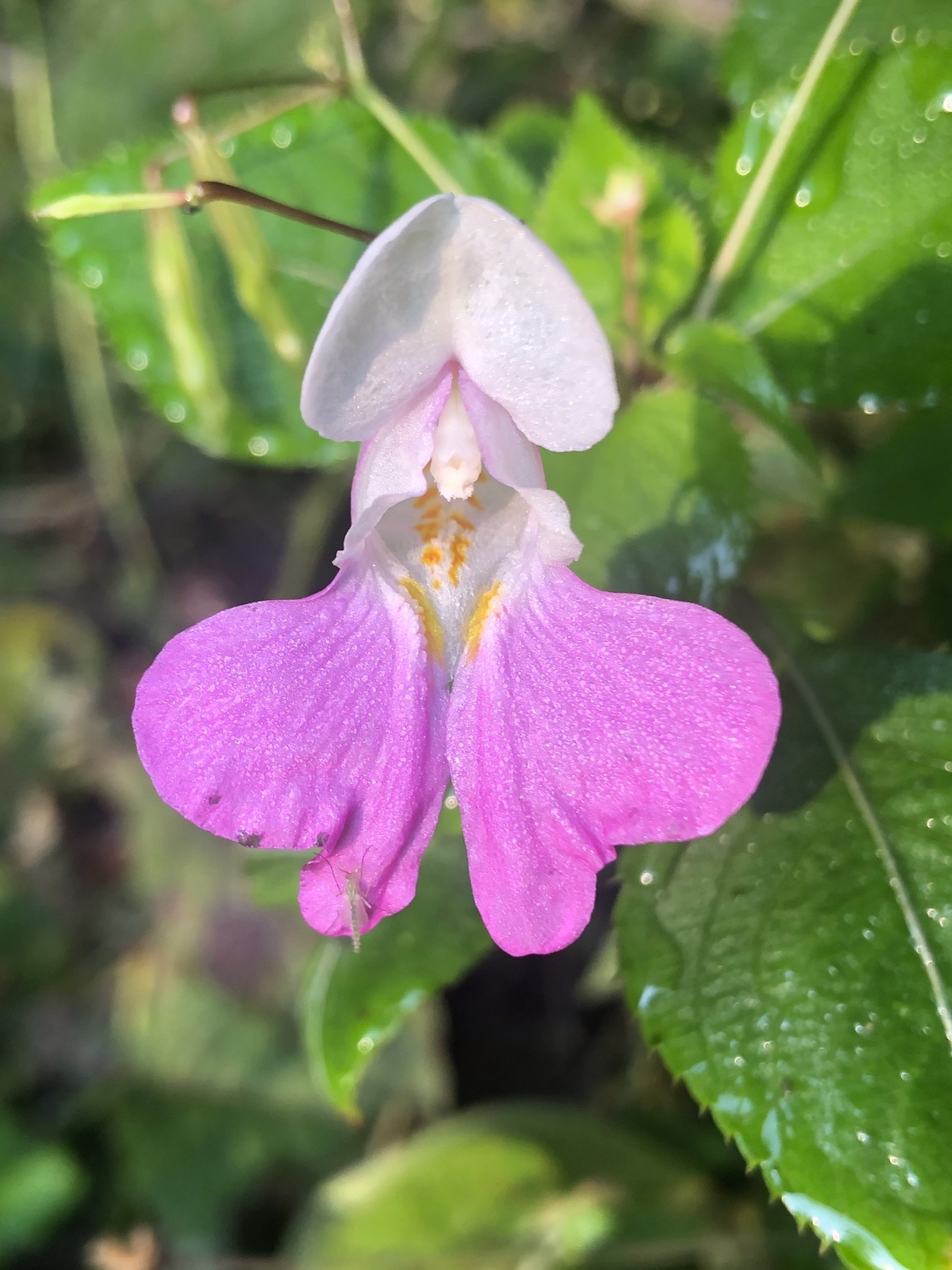 Impatiens Balfourii in woods next to Wingra Park parking lot on September 15, 2020.