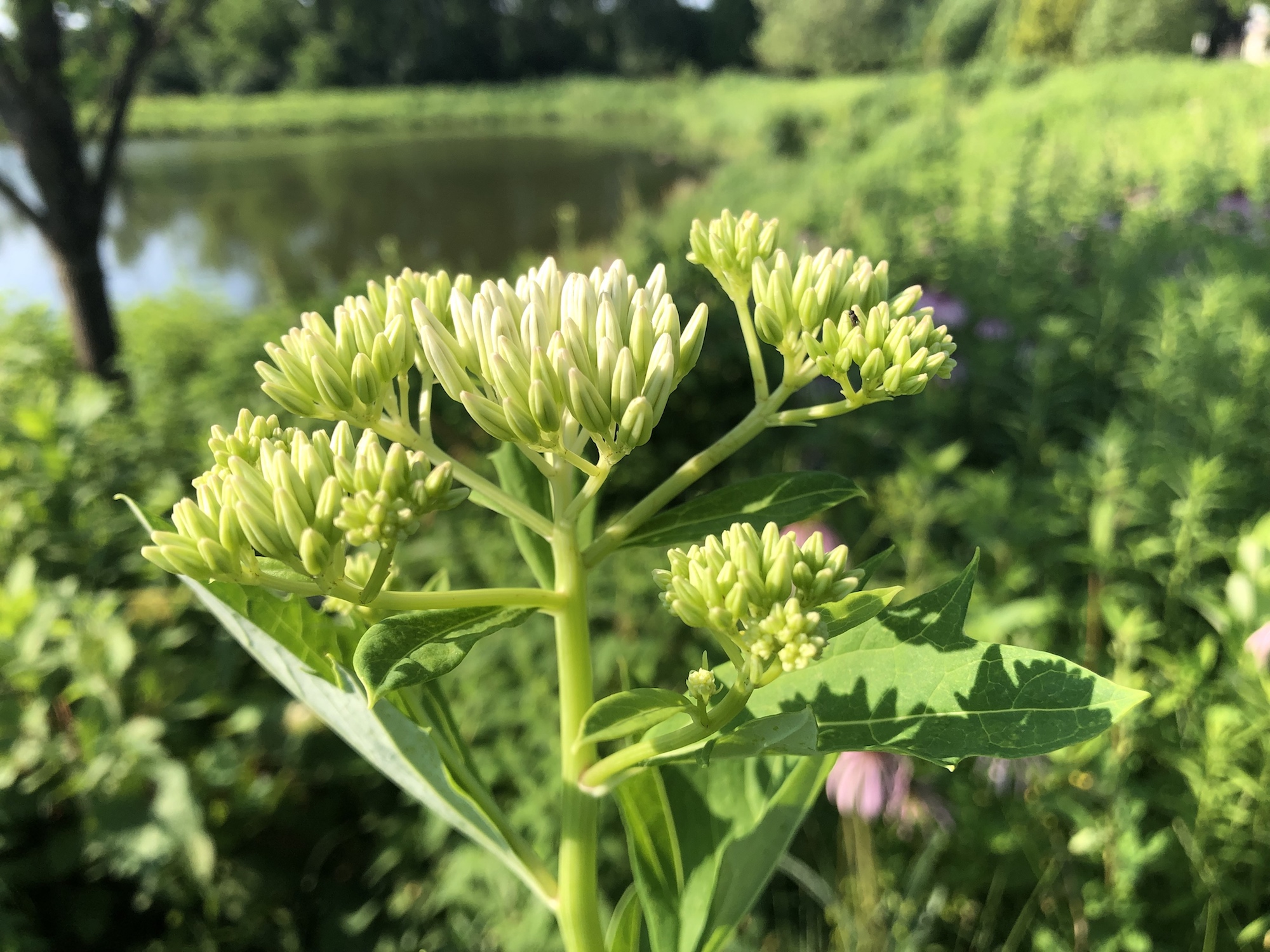 Pale Indian Plantain by Retaining Pond in Madison, Wisconsin on July 7, 2019.