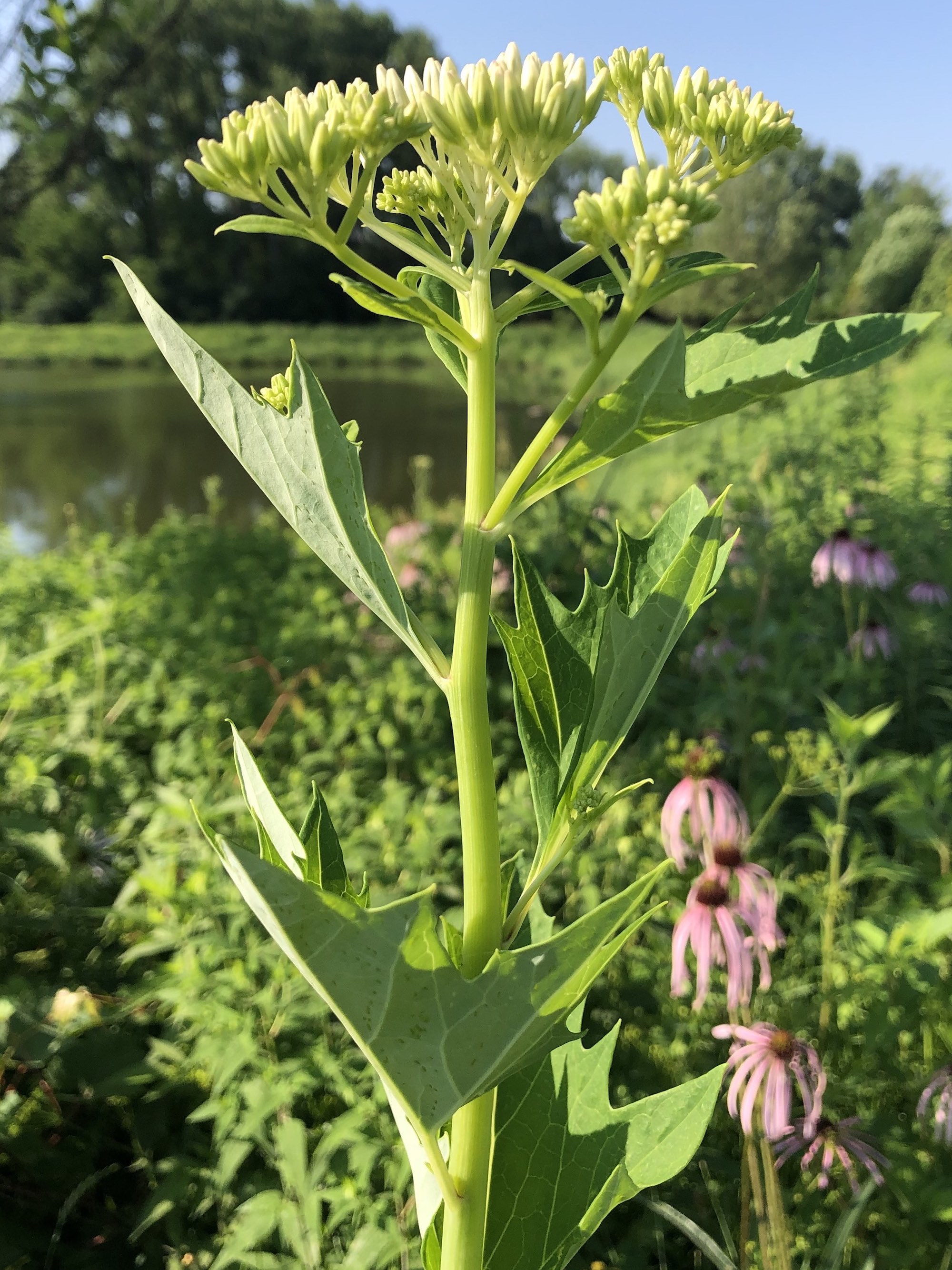 Pale Indian Plantain on bank of retaining pond on corner of Nakoma Road and Manitou Way in Madison, Wisconsin on July 7, 2019.