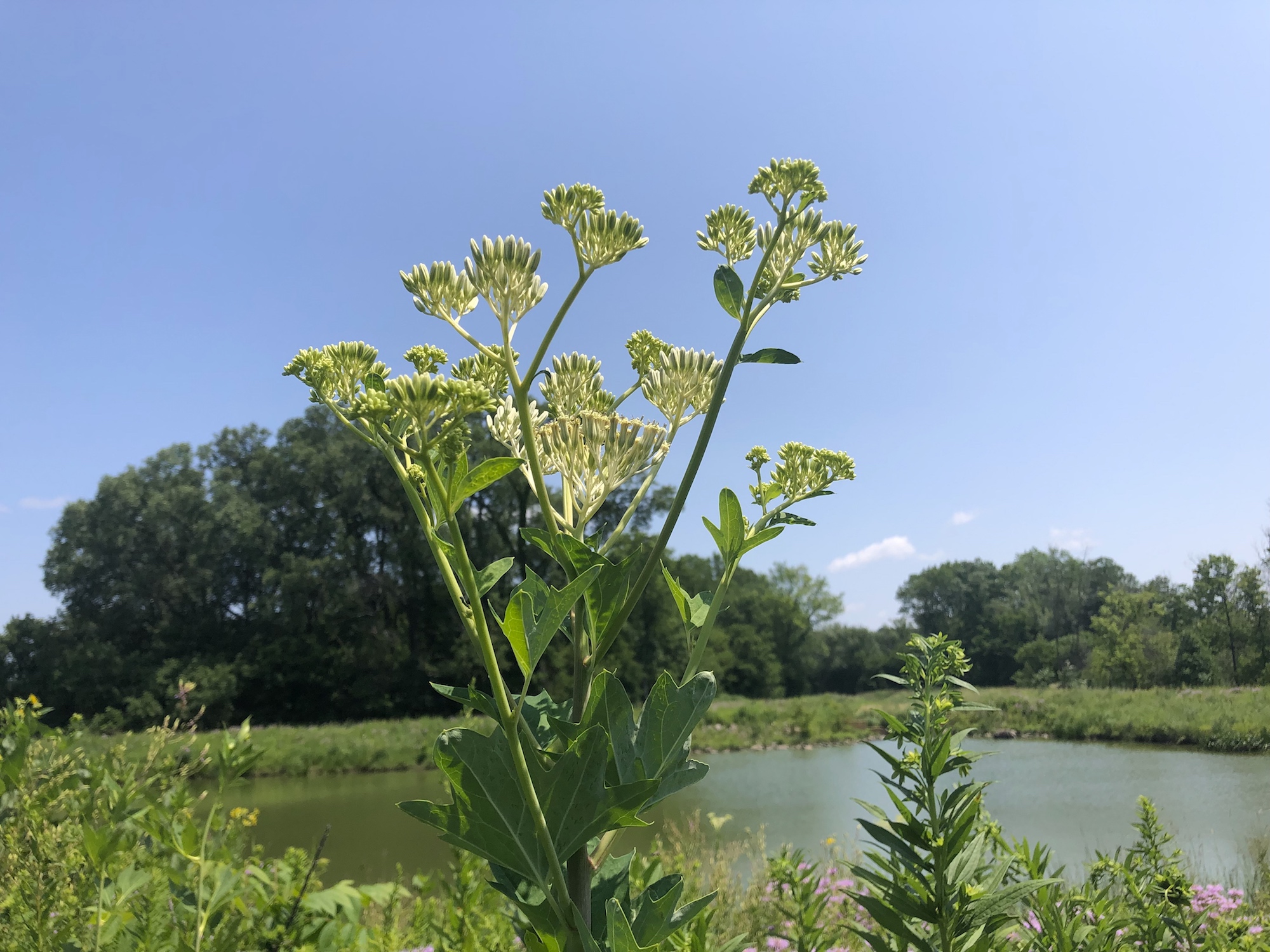 Pale Indian Plantain on bank of retaining pond on corner of Nakoma Road and Manitou Way on July 23 2019.