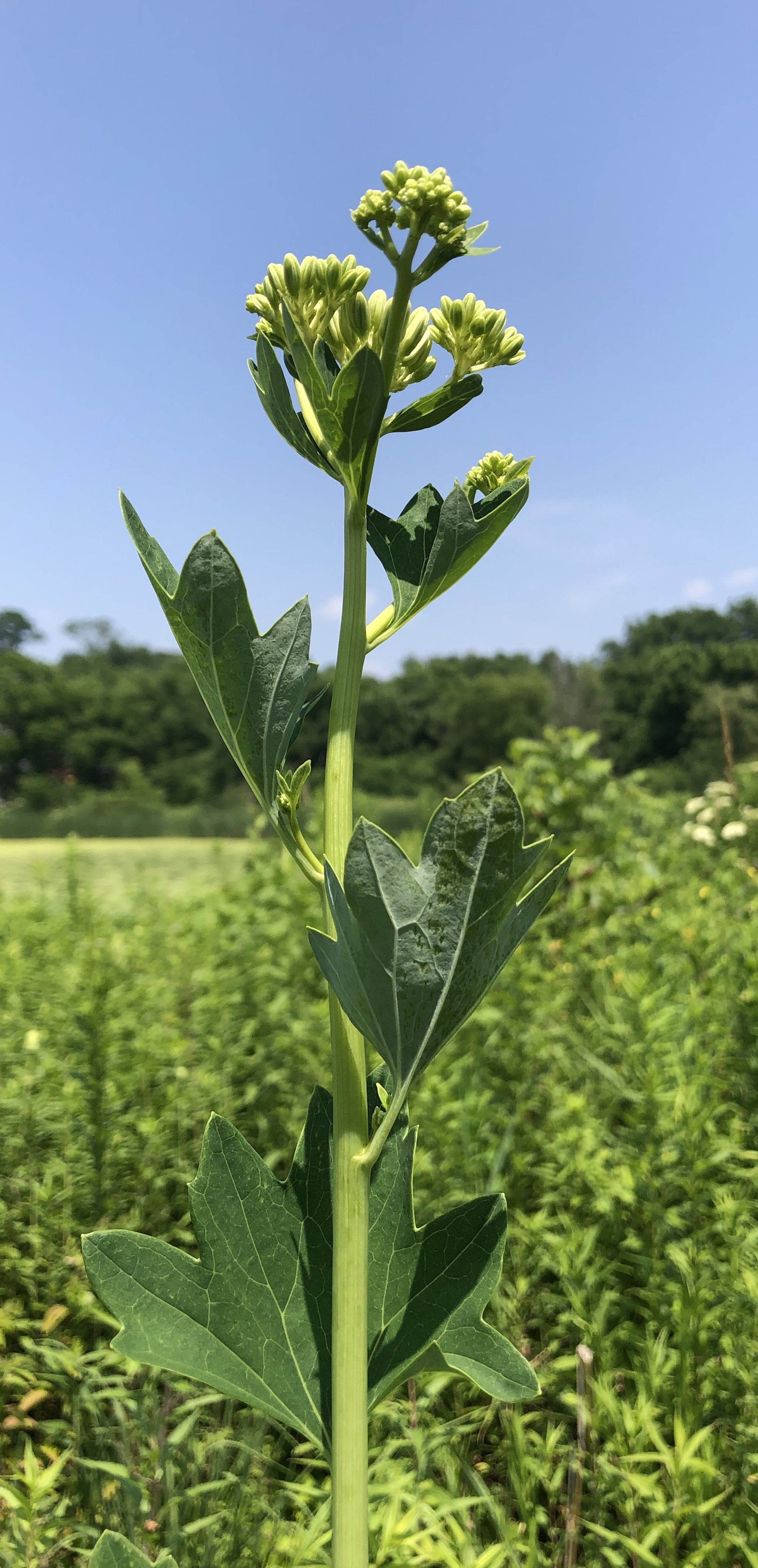 Pale Indian Plantain in Marion Dunn Prairie in Madison, Wisconsin on July 8, 2019.