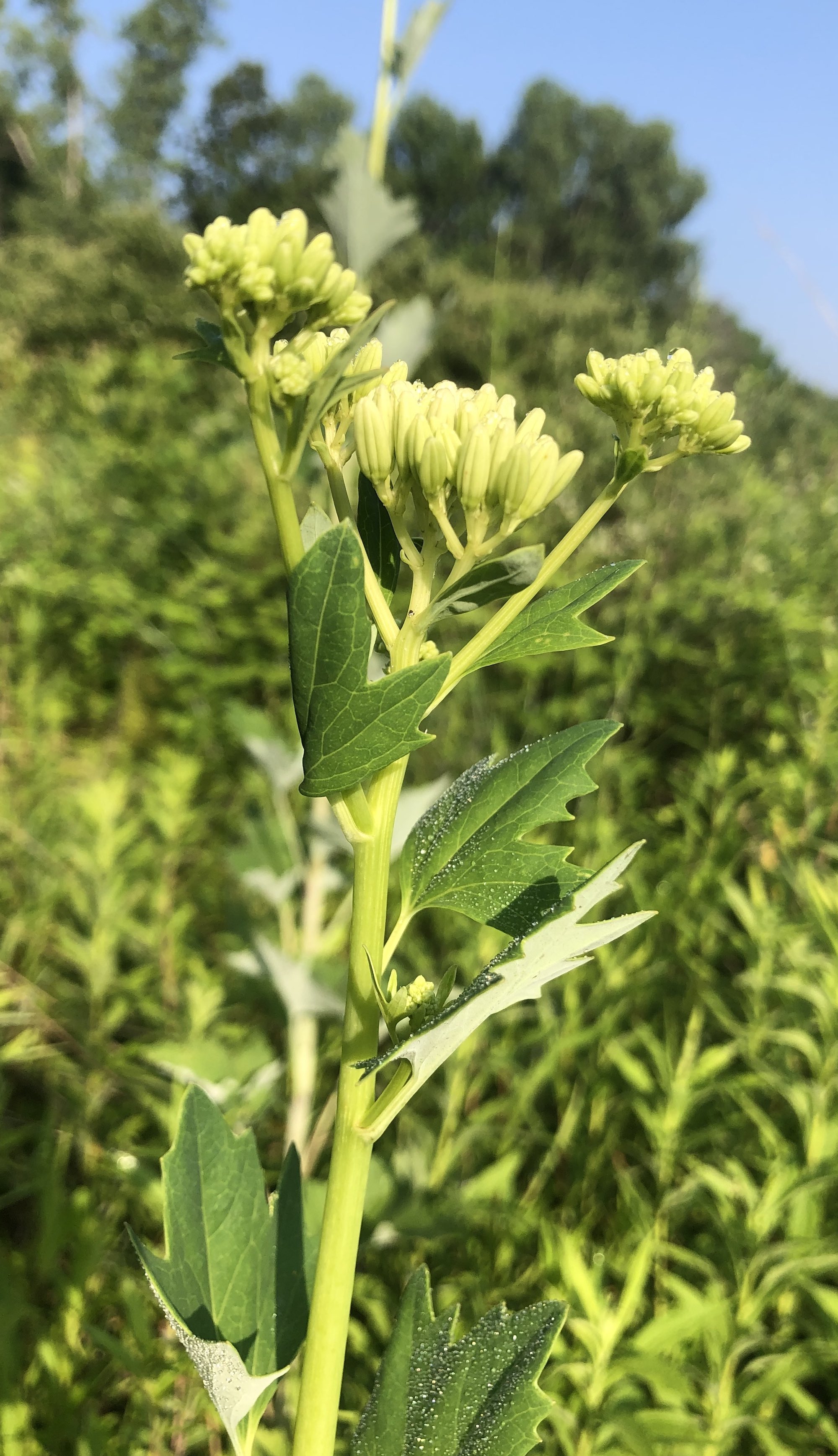 Pale Indian Plantain in Marion Dunn Prairie in Madison, Wisconsin on July 8, 2019.