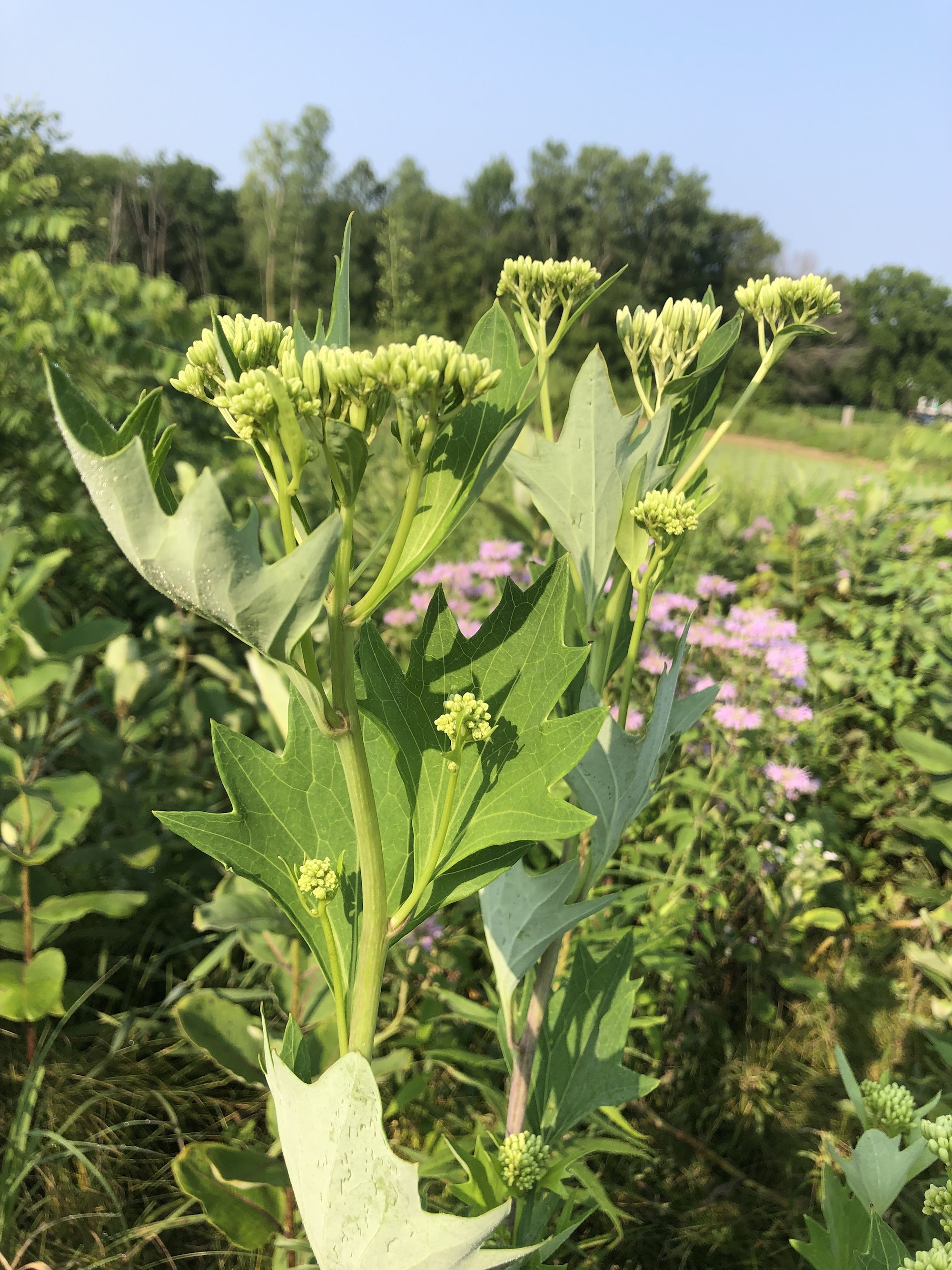 Pale Indian Plantain in Marion Dunn Prairie in Madison, Wisconsin on July 24, 2019.