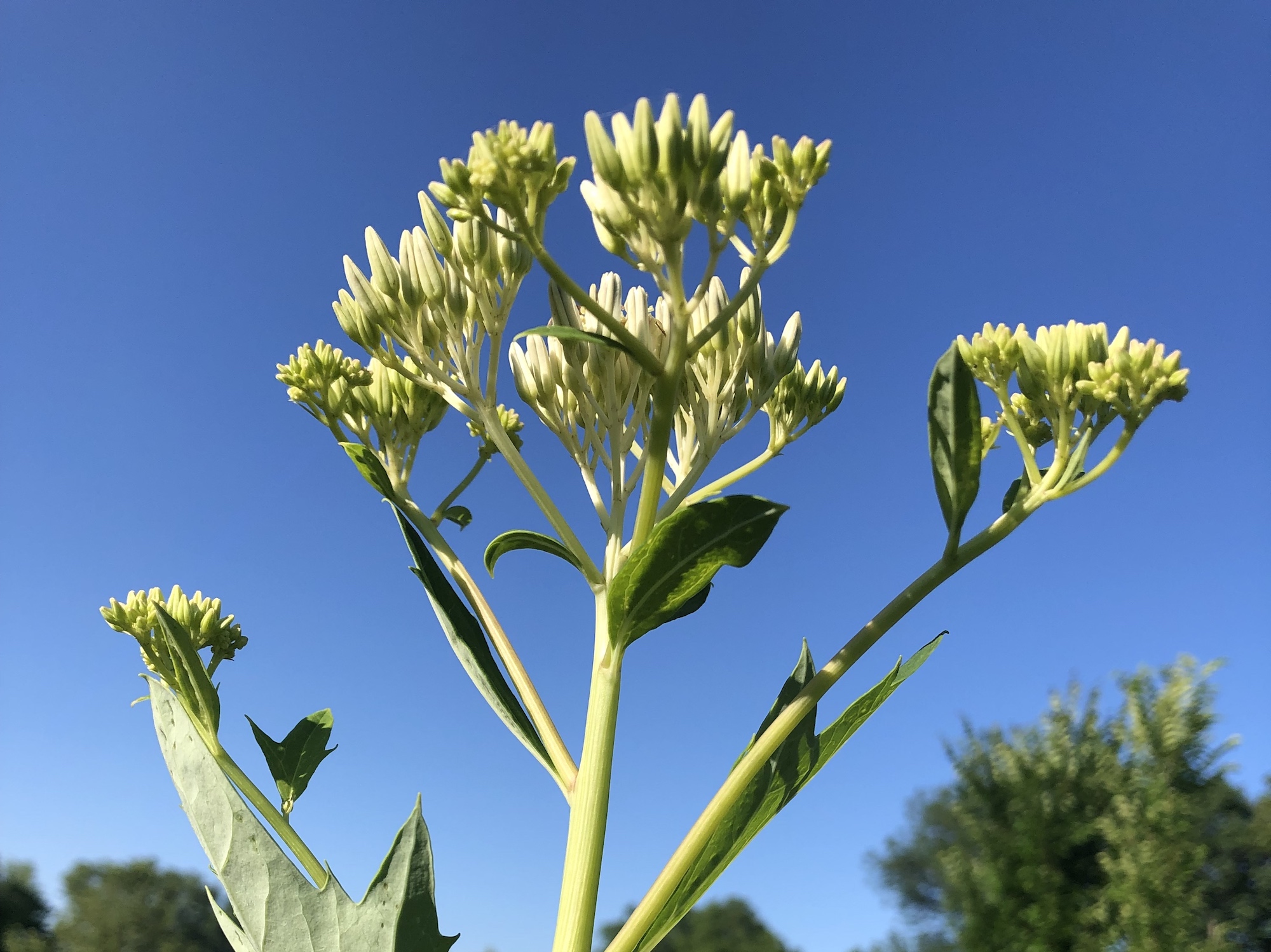 Pale Indian Plantain in Marion Dunn Prairie in Madison, Wisconsin on July 12, 2019.