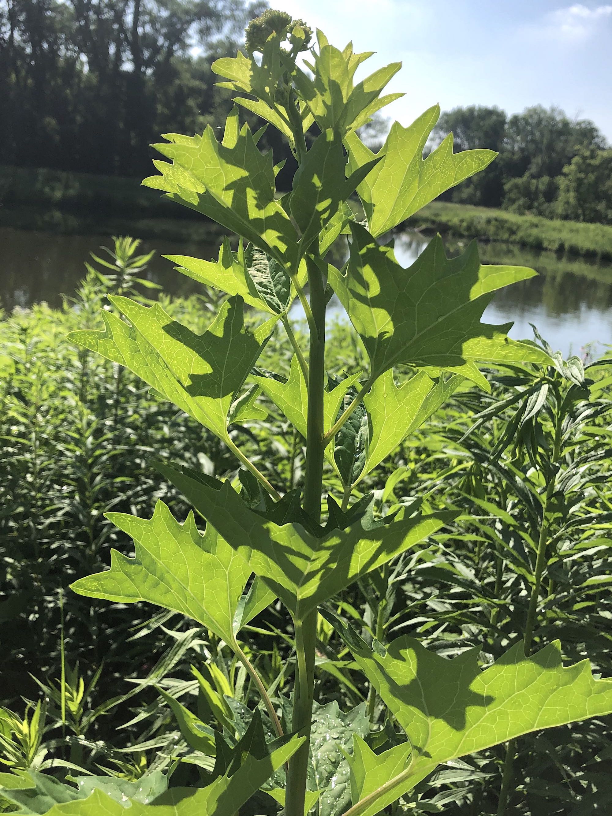 Pale Indian Plantain on bank of retaining pond on corner of Nakoma Road and Manitou Way in Madison, Wisconsin on July 4, 2019.