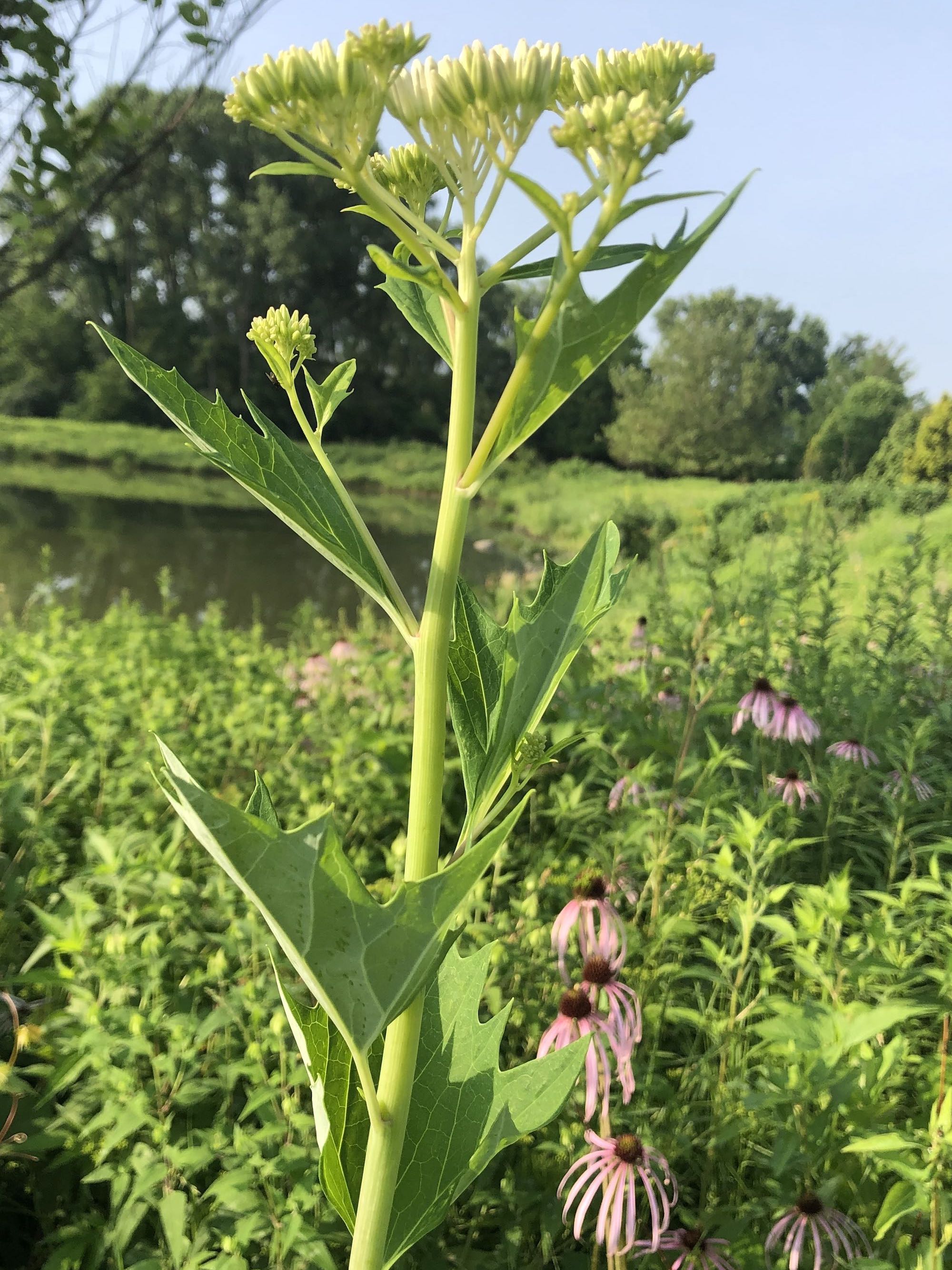 Pale Indian Plantain on bank of retaining pond on corner of Nakoma Road and Manitou Way in Madison, Wisconsin on July 9, 2019.
